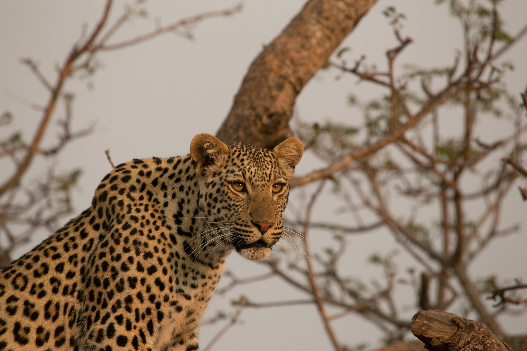 Free download wallpaper Leopard, Cats, Animal on your PC desktop