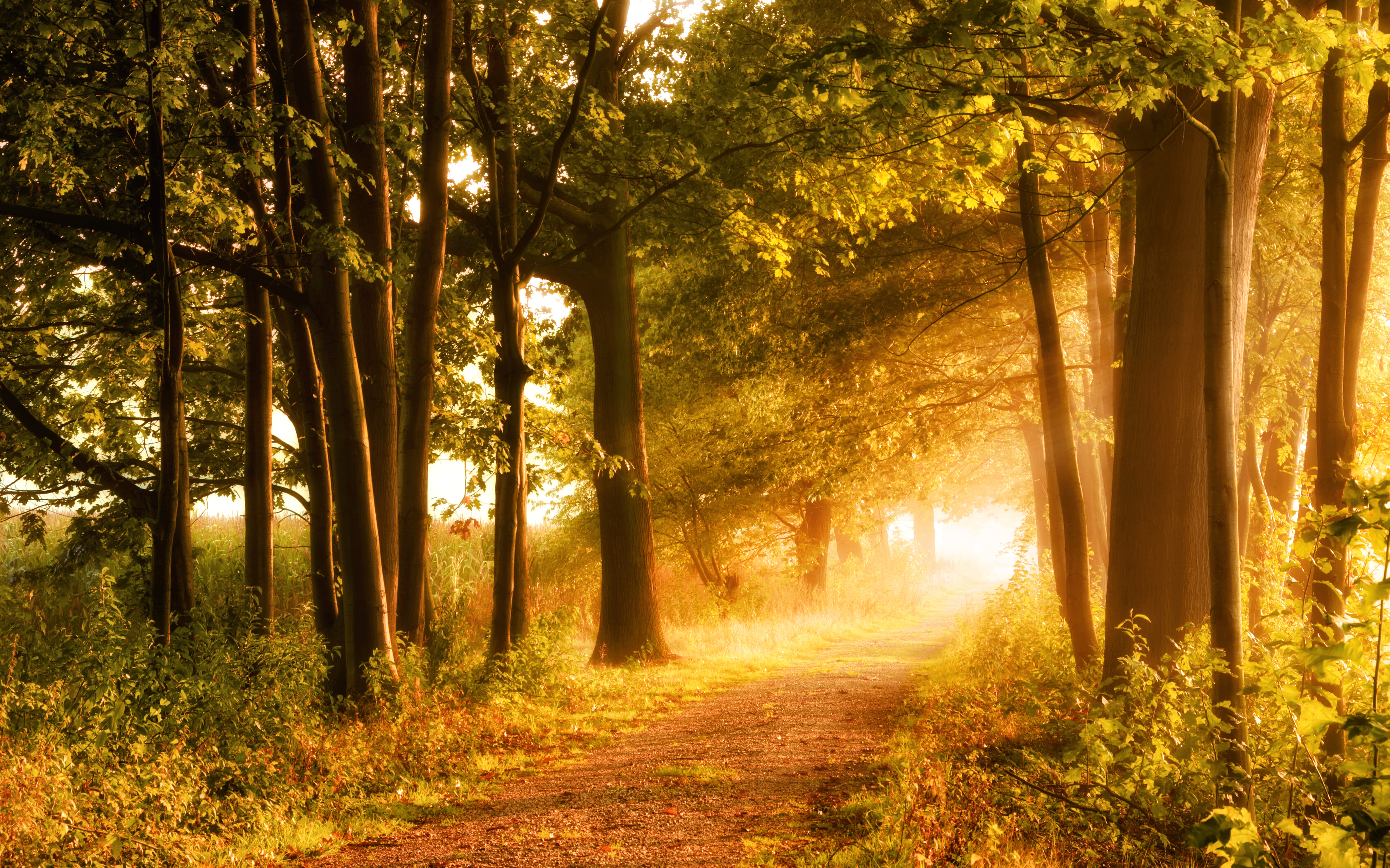 Download mobile wallpaper Nature, Tree, Fall, Earth, Path, Sunbeam, Dirt Road for free.