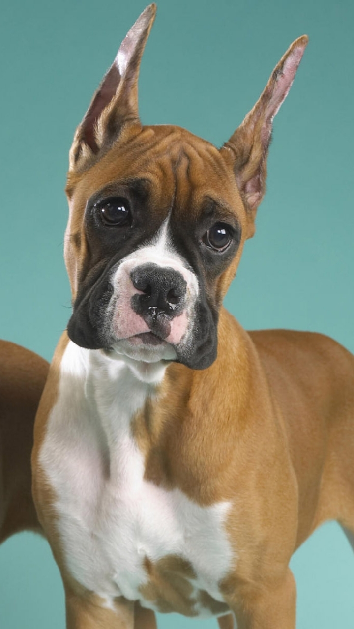 Download mobile wallpaper Dogs, Dog, Animal, Boxer for free.