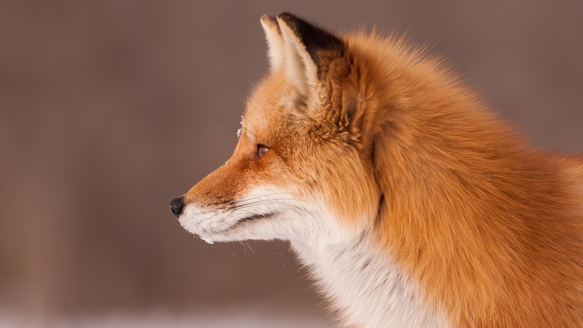 Laden Sie das Tiere, Fuchs-Bild kostenlos auf Ihren PC-Desktop herunter