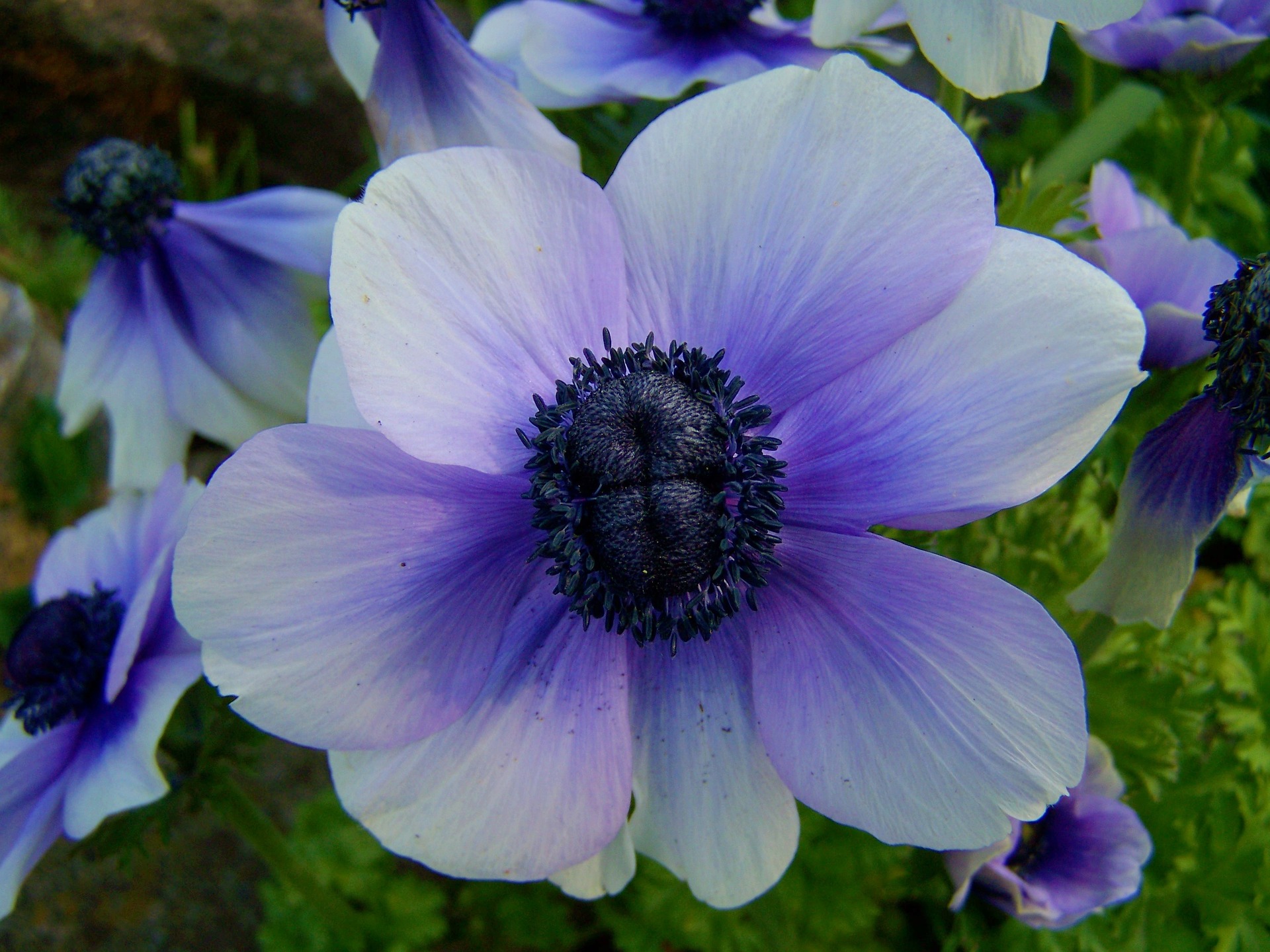 Download mobile wallpaper Nature, Flowers, Violet, Flower, Close Up, Earth, Petal, Purple Flower for free.