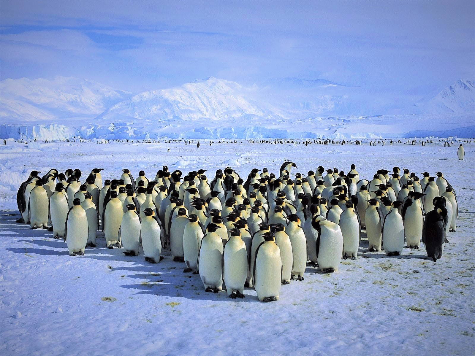 426396 завантажити картинку тварина, пінгвін, антарктида, лід, королівський пінгвін, гора, сніг, птахи - шпалери і заставки безкоштовно