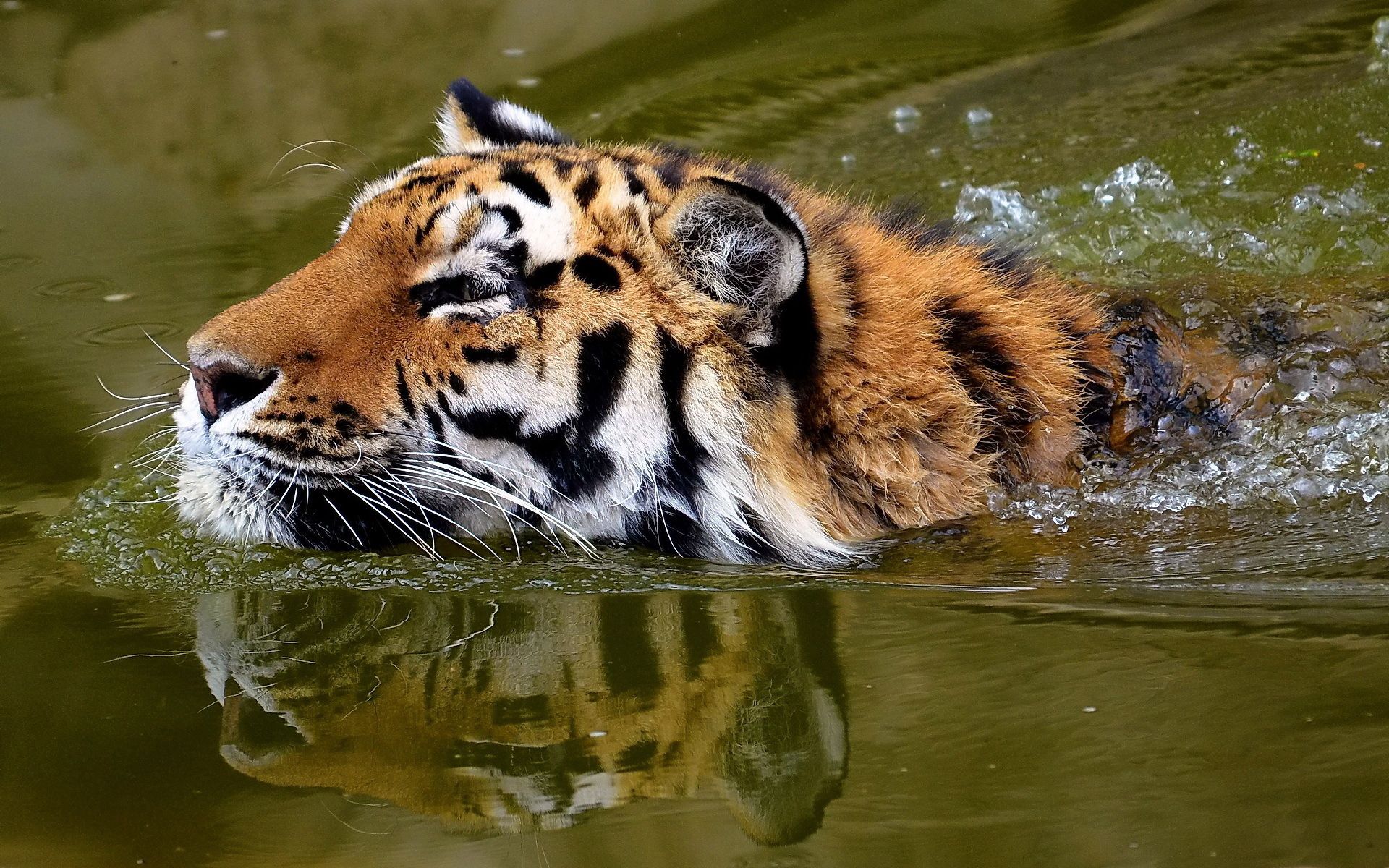 animals, water, muzzle, tiger, to swim, swim images