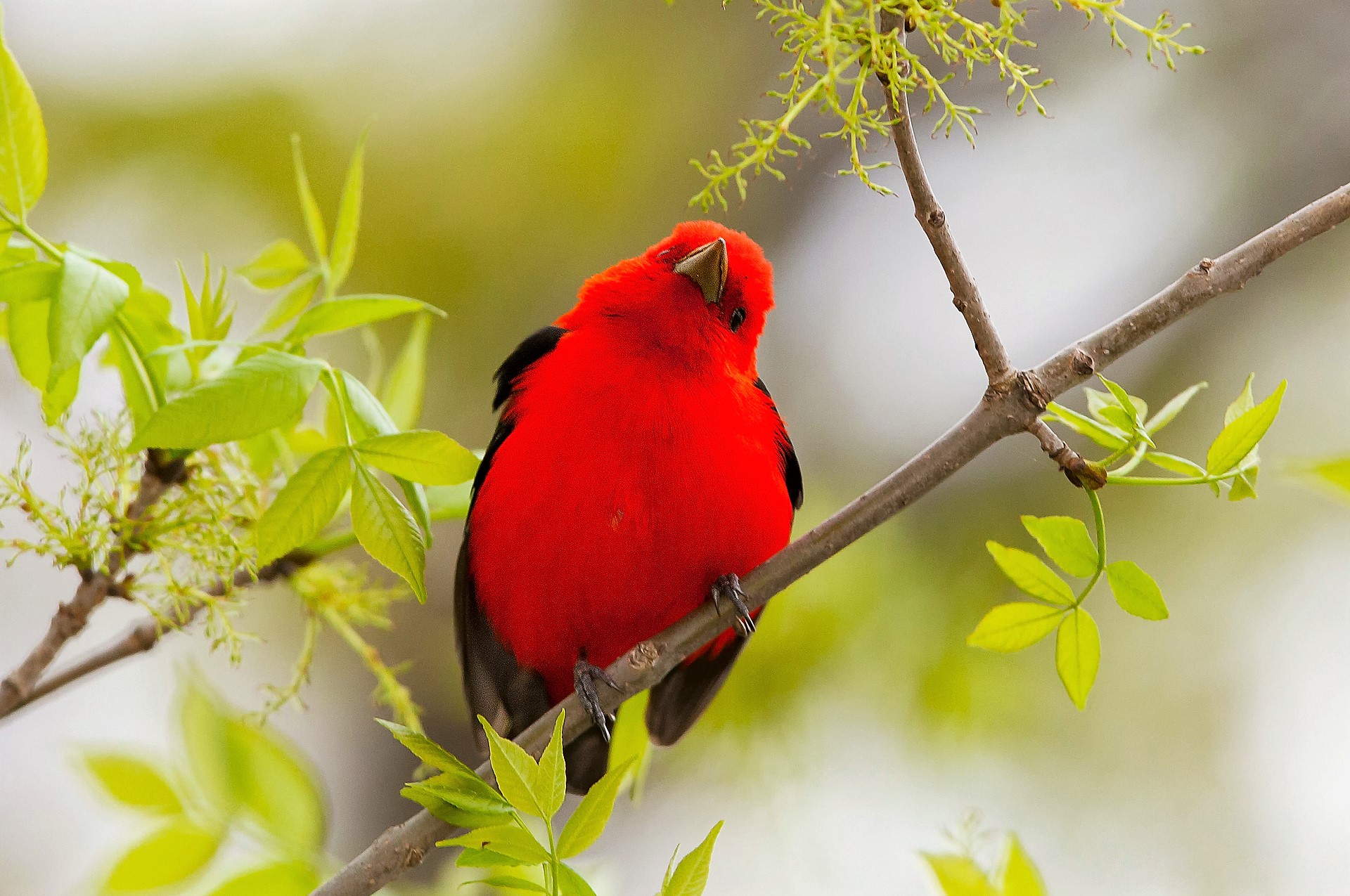 Download mobile wallpaper Birds, Bird, Branch, Animal for free.