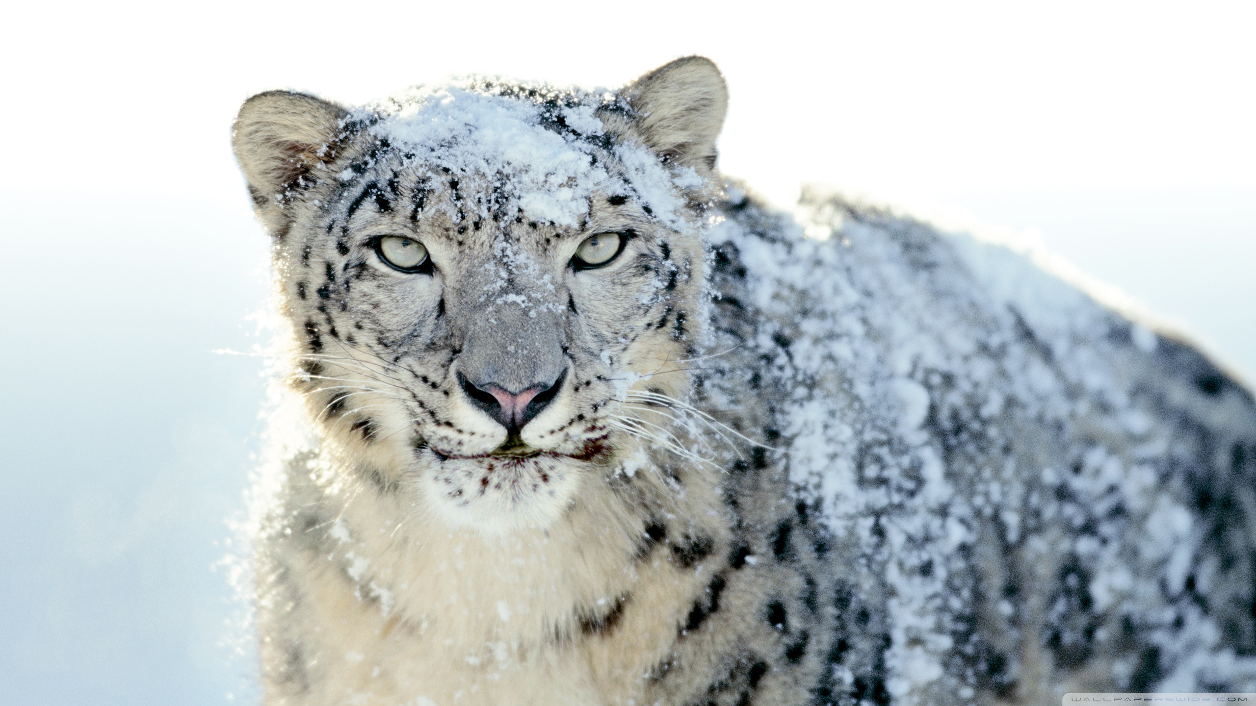 Laden Sie das Tiere, Katzen, Schneeleopard-Bild kostenlos auf Ihren PC-Desktop herunter