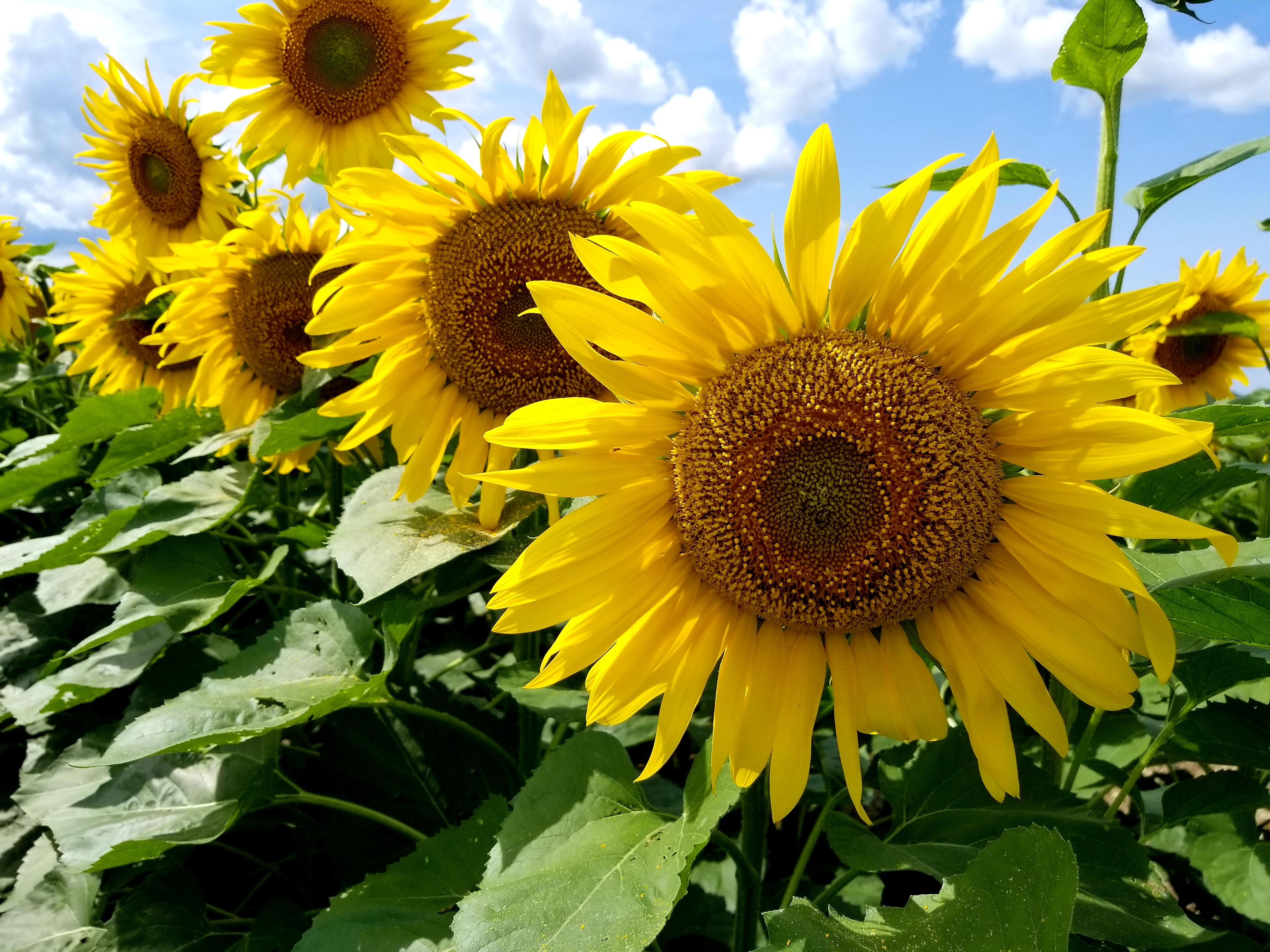 Download mobile wallpaper Nature, Flowers, Earth, Sunflower, Yellow Flower for free.
