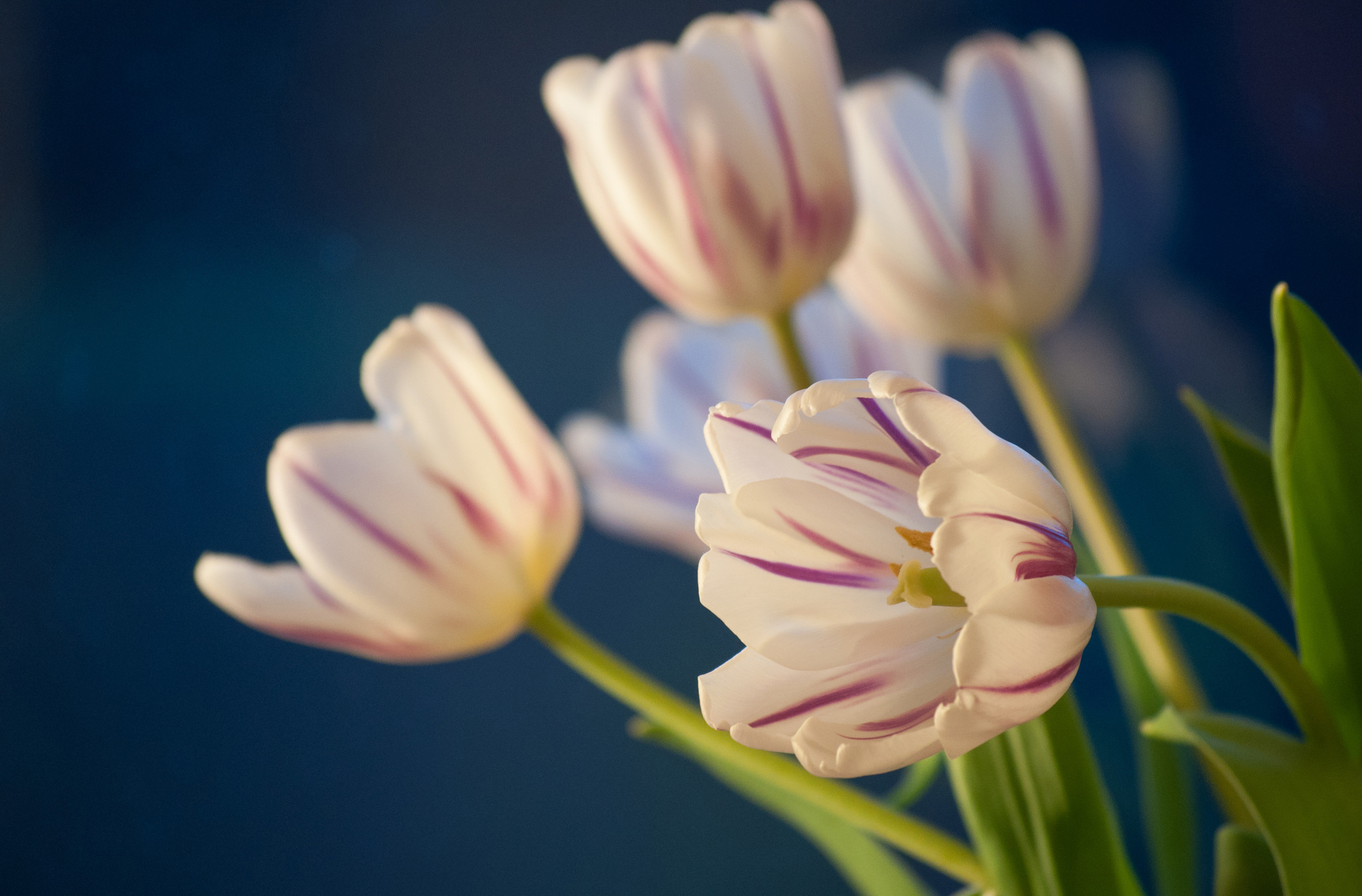 Free download wallpaper Flowers, Flower, Earth, Tulip on your PC desktop