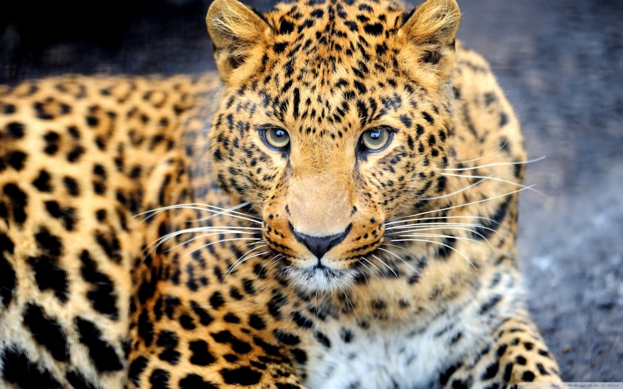 Free download wallpaper Leopard, Animal on your PC desktop