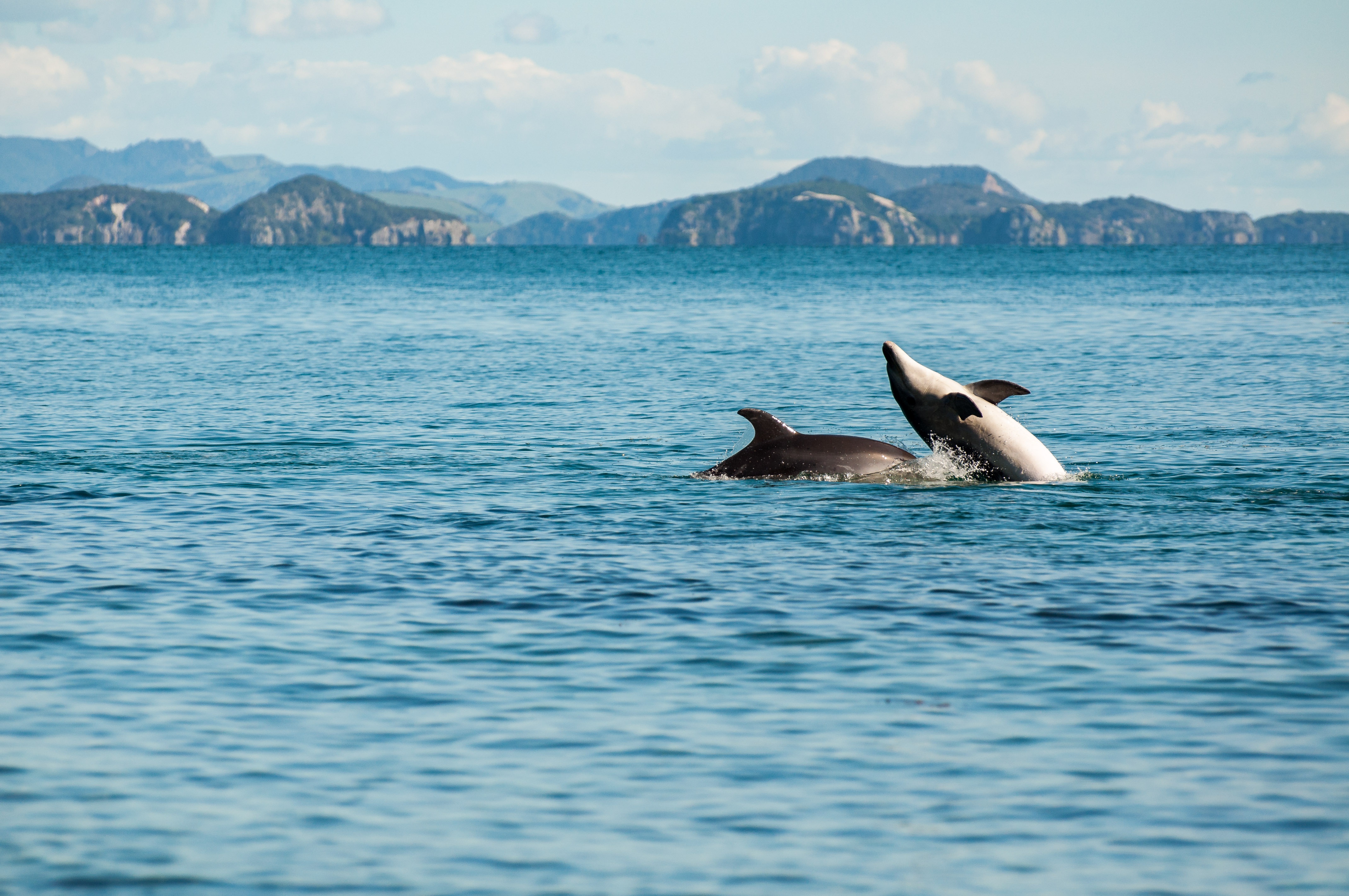 802578 baixar papel de parede animais, golfinho, jogando - protetores de tela e imagens gratuitamente