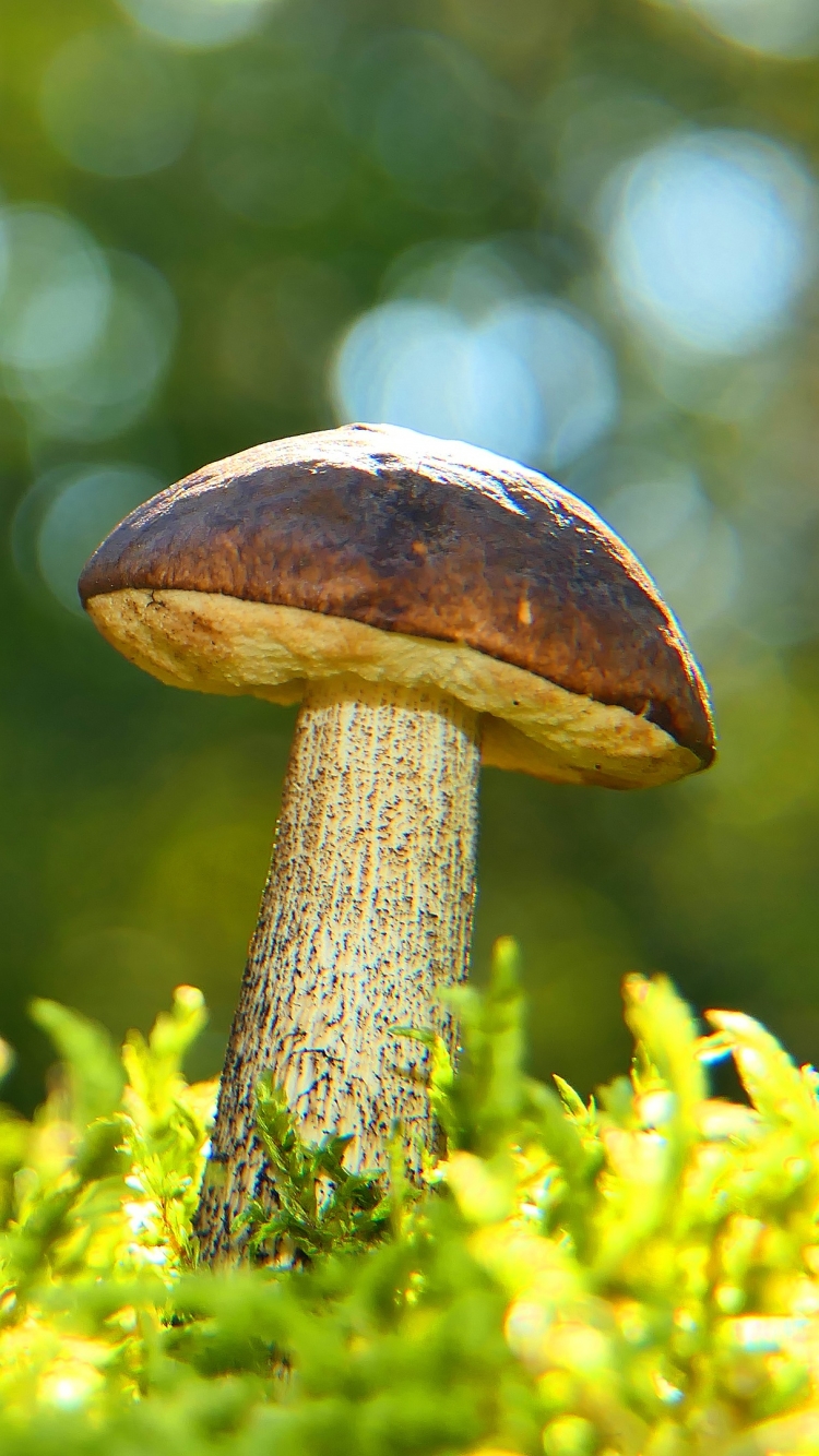 Descarga gratuita de fondo de pantalla para móvil de Naturaleza, Macro, Champiñón, Bokeh, Tierra/naturaleza, Macrofotografía.