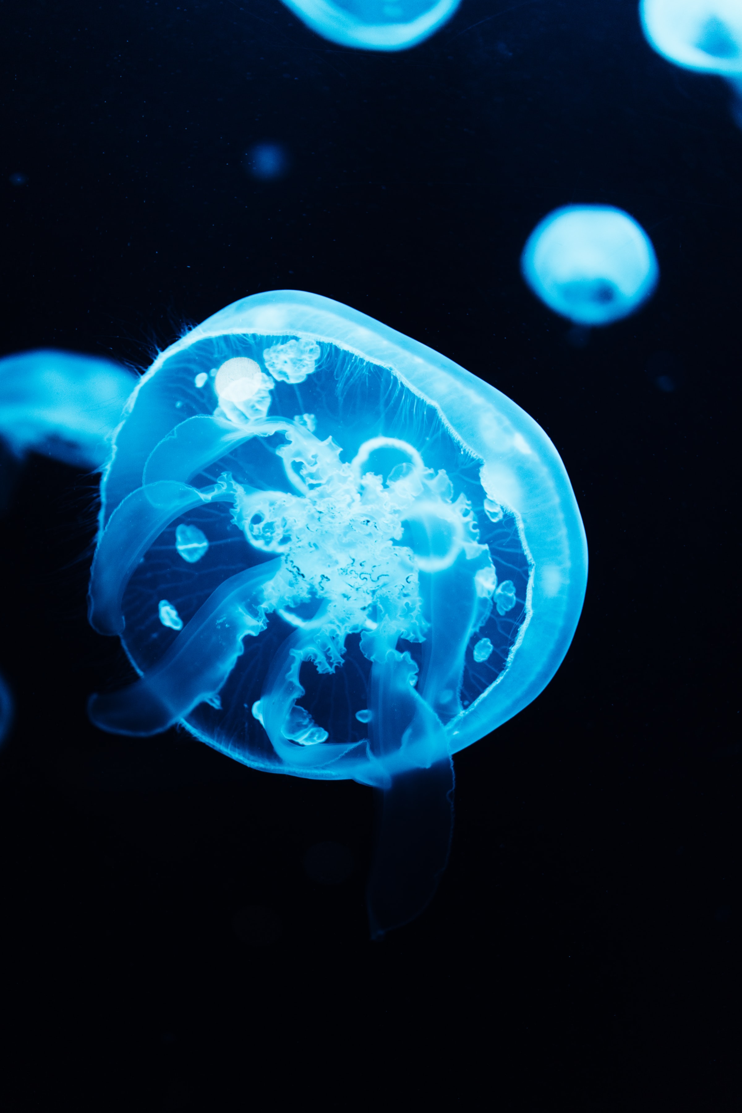 animals, jellyfish, blue, glow, tentacles download HD wallpaper