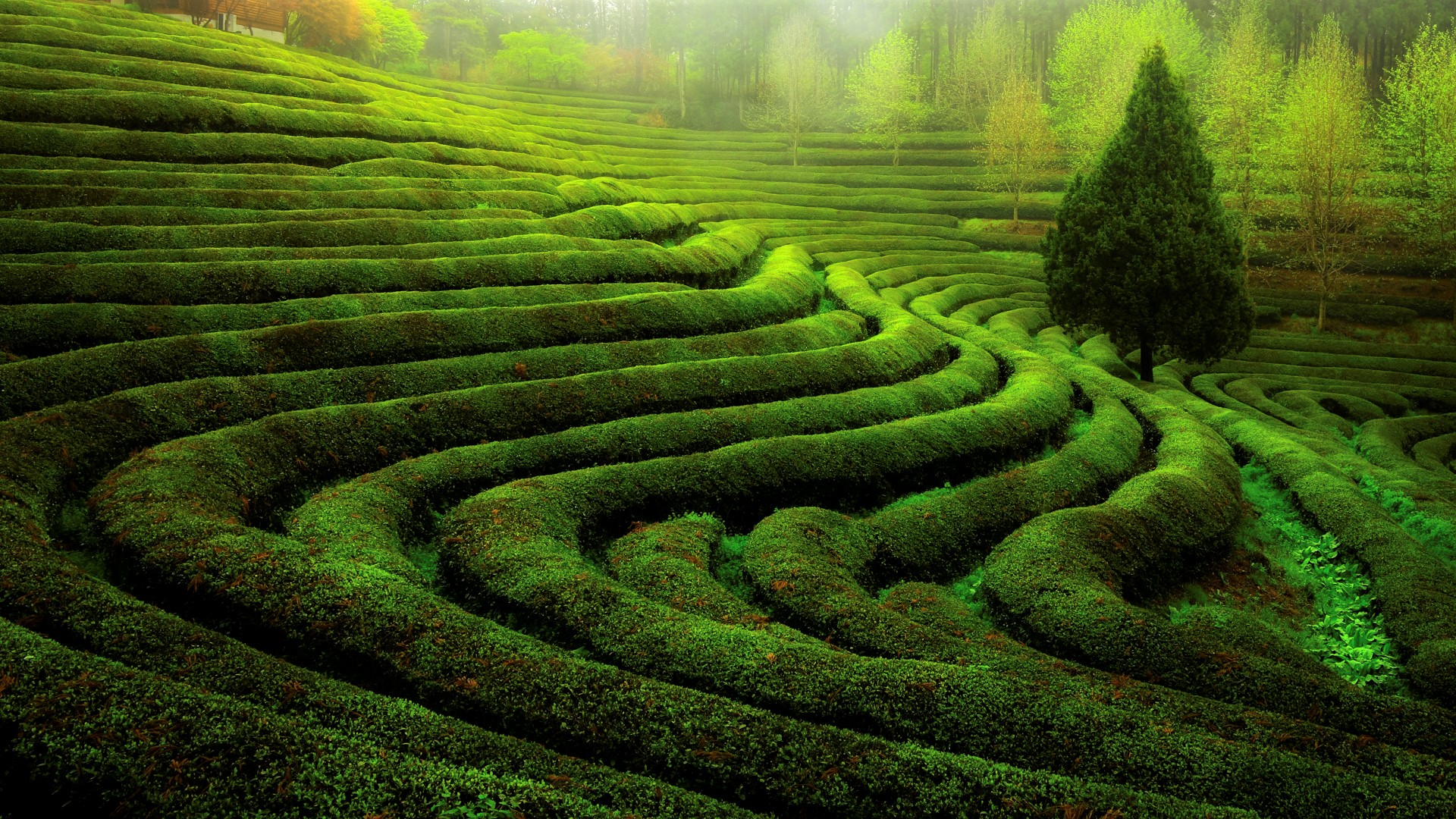 tea plantation, man made, earth, field, green, tree
