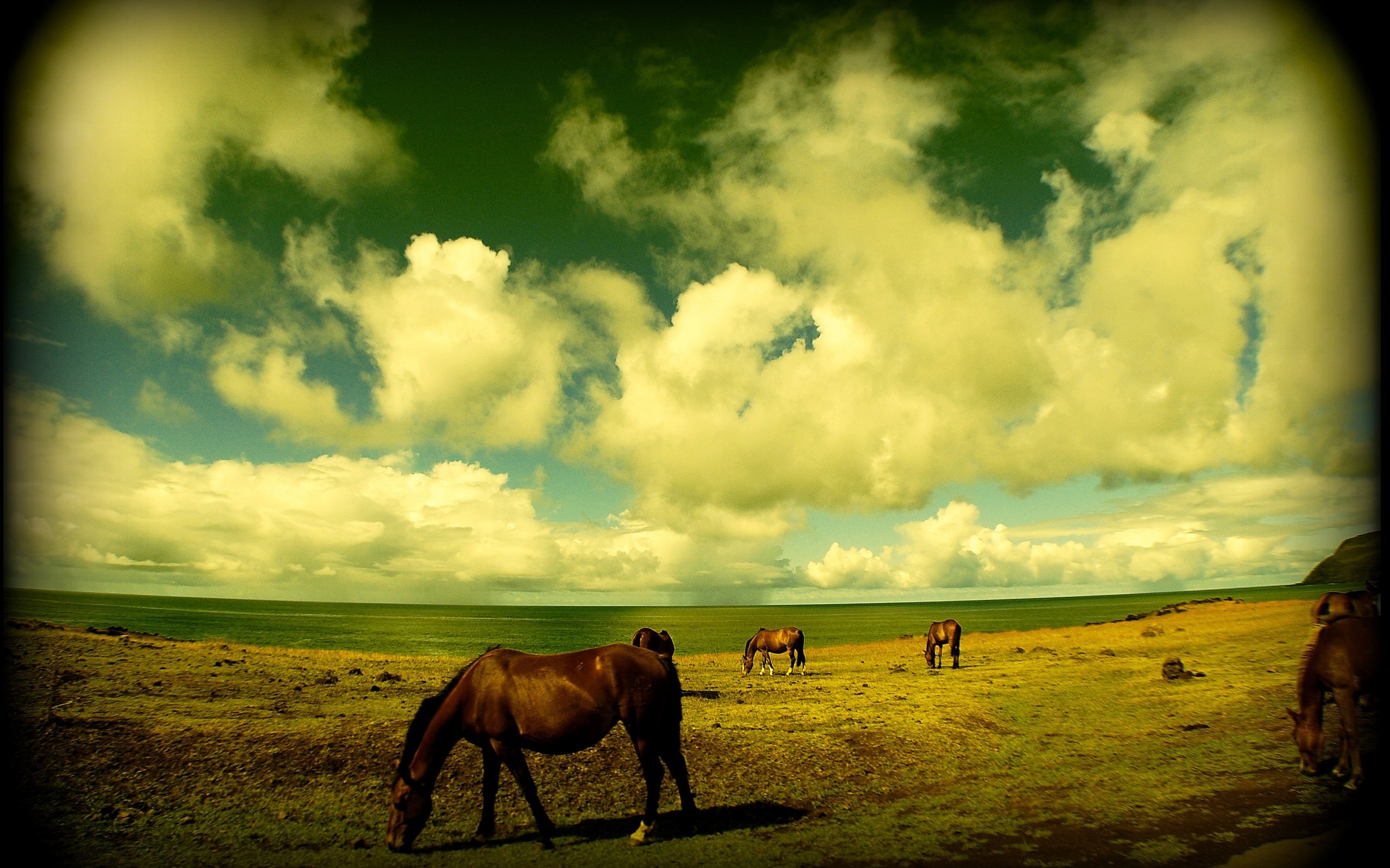 Descarga gratuita de fondo de pantalla para móvil de Animales, Caballo.