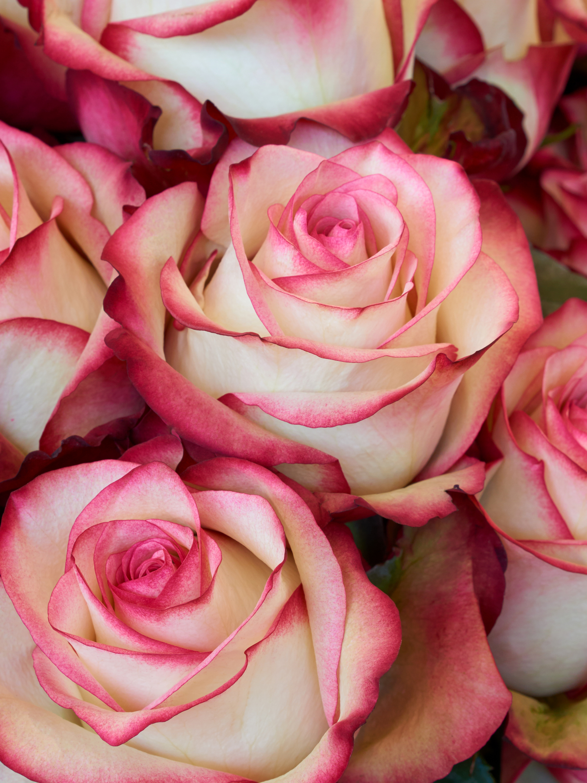 無料モバイル壁紙フラワーズ, 花, 薔薇, 地球, ピンクの花, ピンクのバラをダウンロードします。
