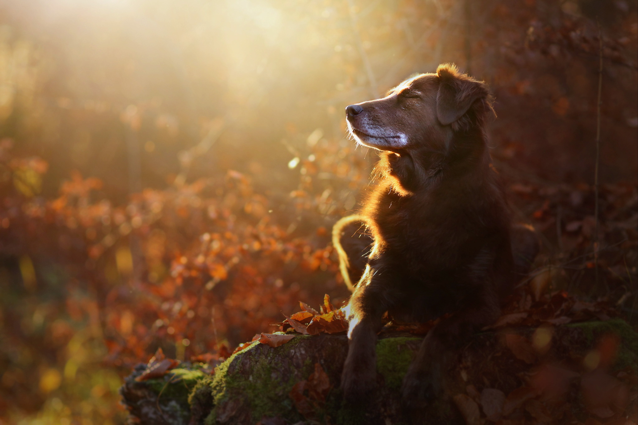 Laden Sie das Tiere, Hunde, Herbst, Hund, Sonnig, Tiefenschärfe-Bild kostenlos auf Ihren PC-Desktop herunter