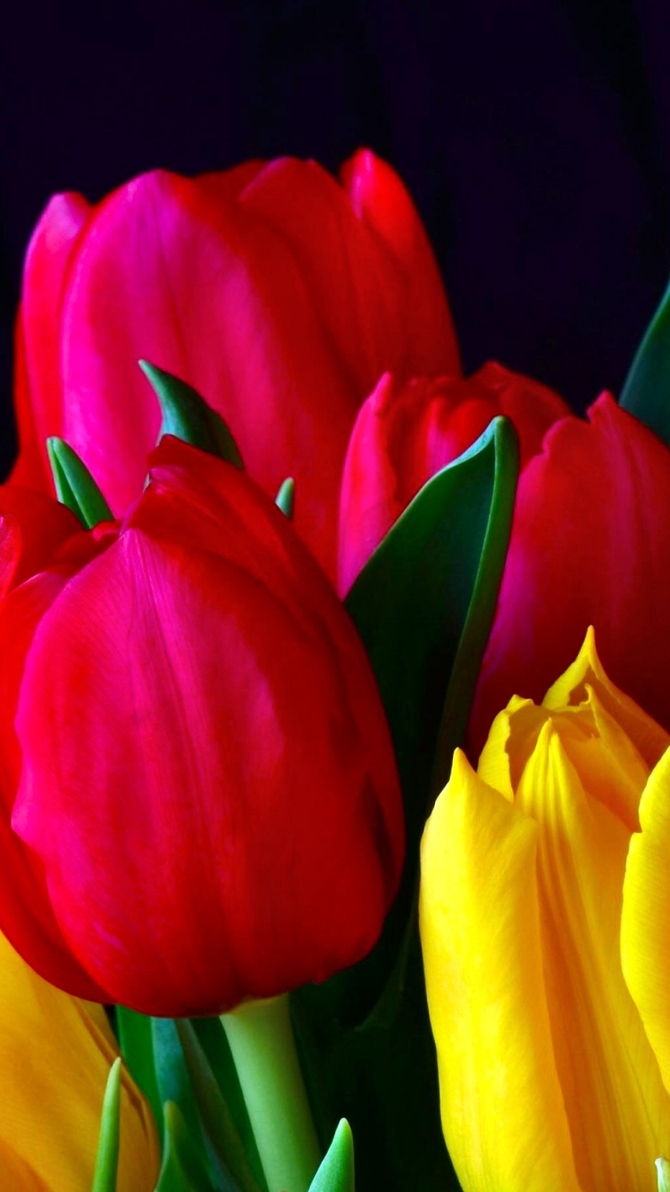 Download mobile wallpaper Flowers, Flower, Earth, Colorful, Tulip for free.