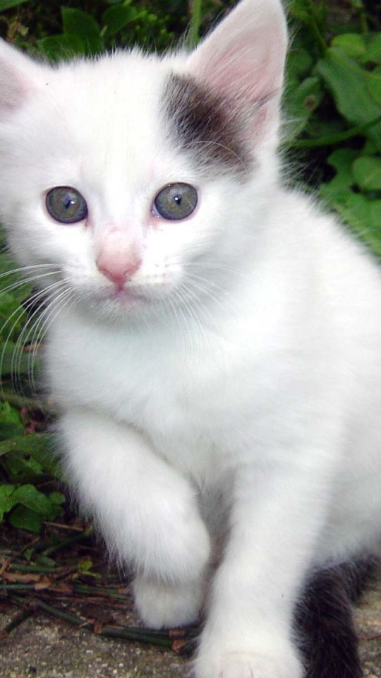 Baixar papel de parede para celular de Animais, Gatos, Gato, Gatinho gratuito.