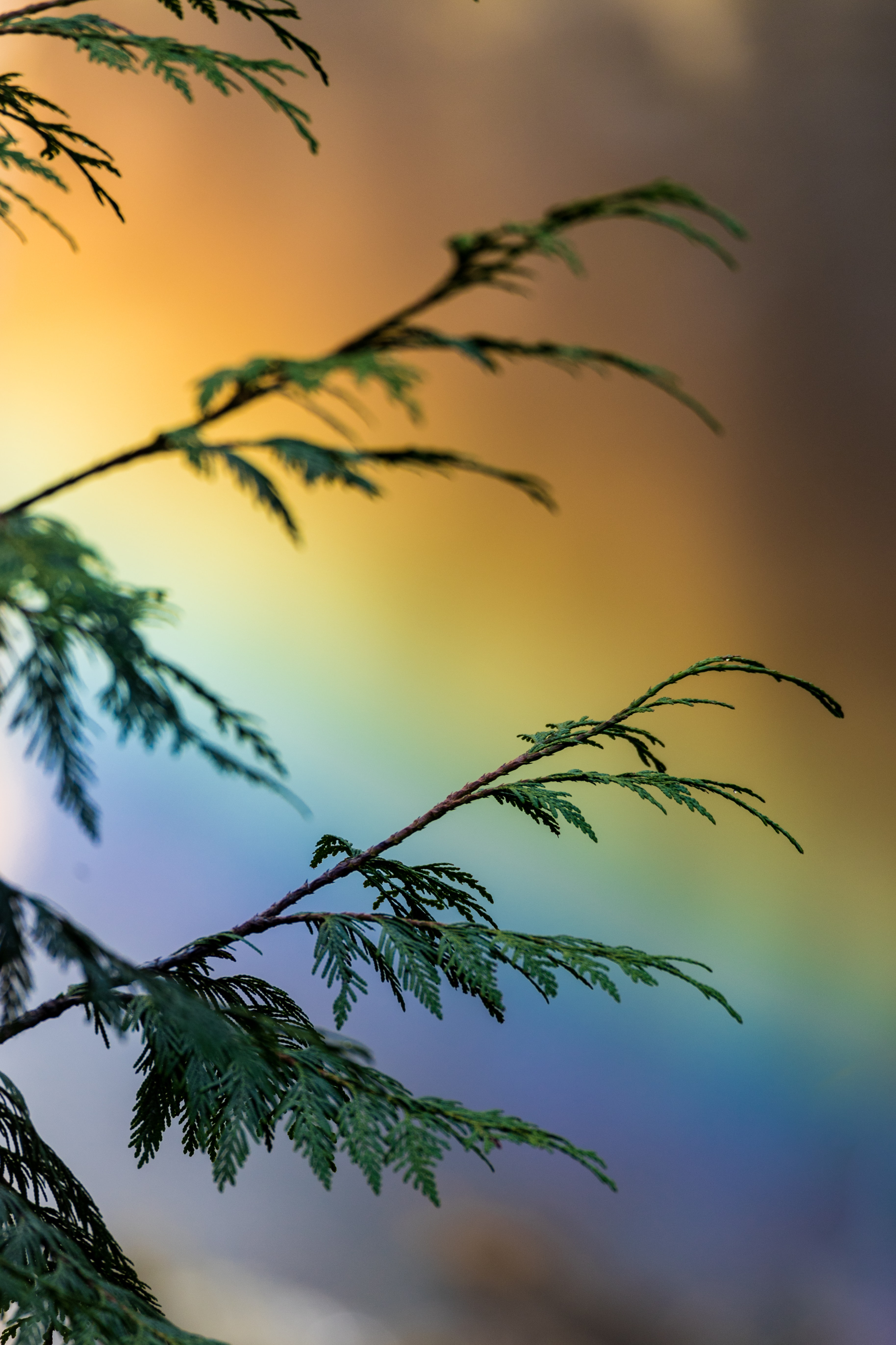 Laden Sie das Pflanze, Verschiedenes, Sonstige, Mehrfarbig, Motley, Zweig, Ast, Regenbogen-Bild kostenlos auf Ihren PC-Desktop herunter