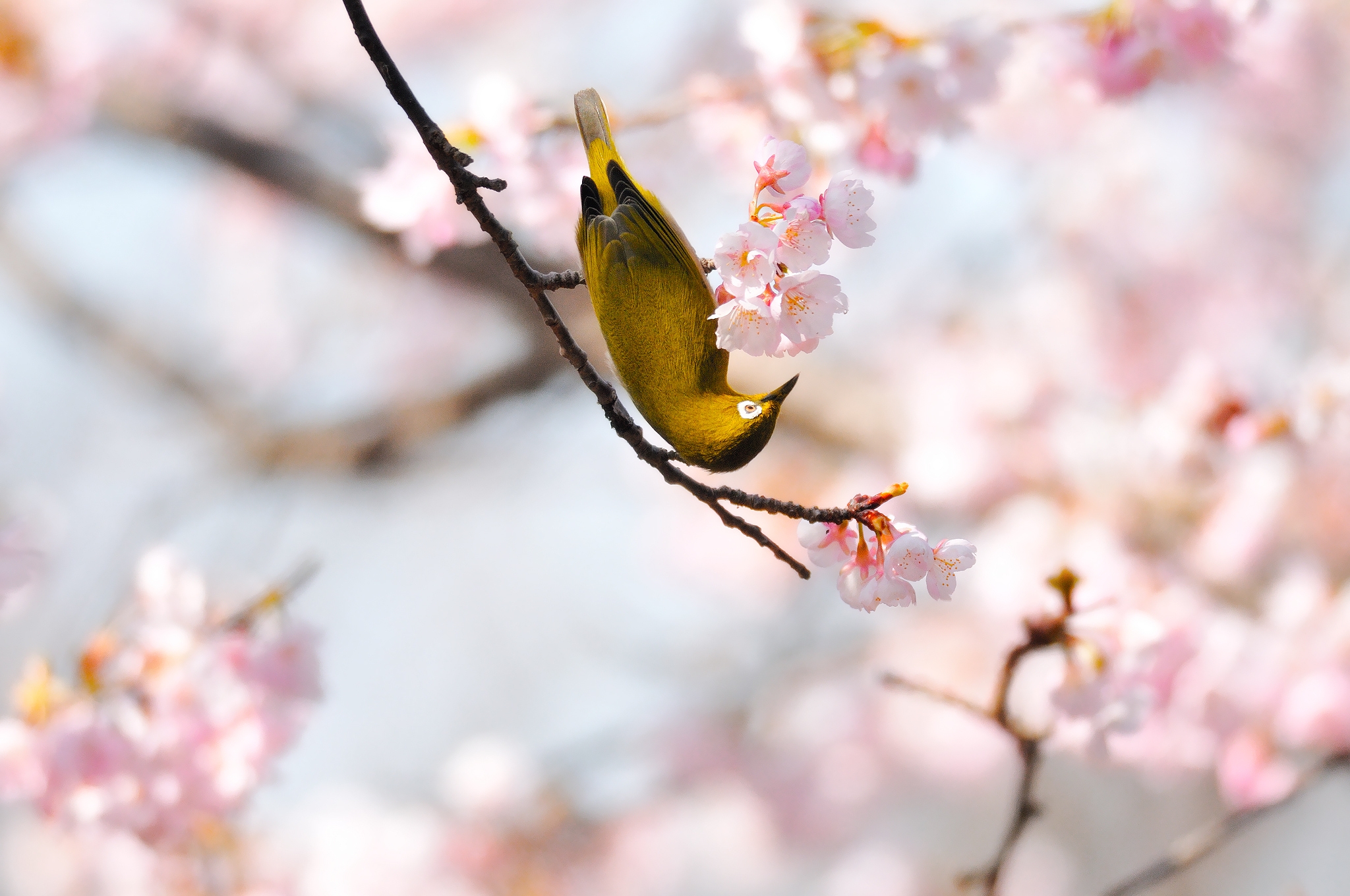 PCデスクトップに動物, 鳥, ブランチ, 枝, 咲く, 開花, フラワーズ画像を無料でダウンロード