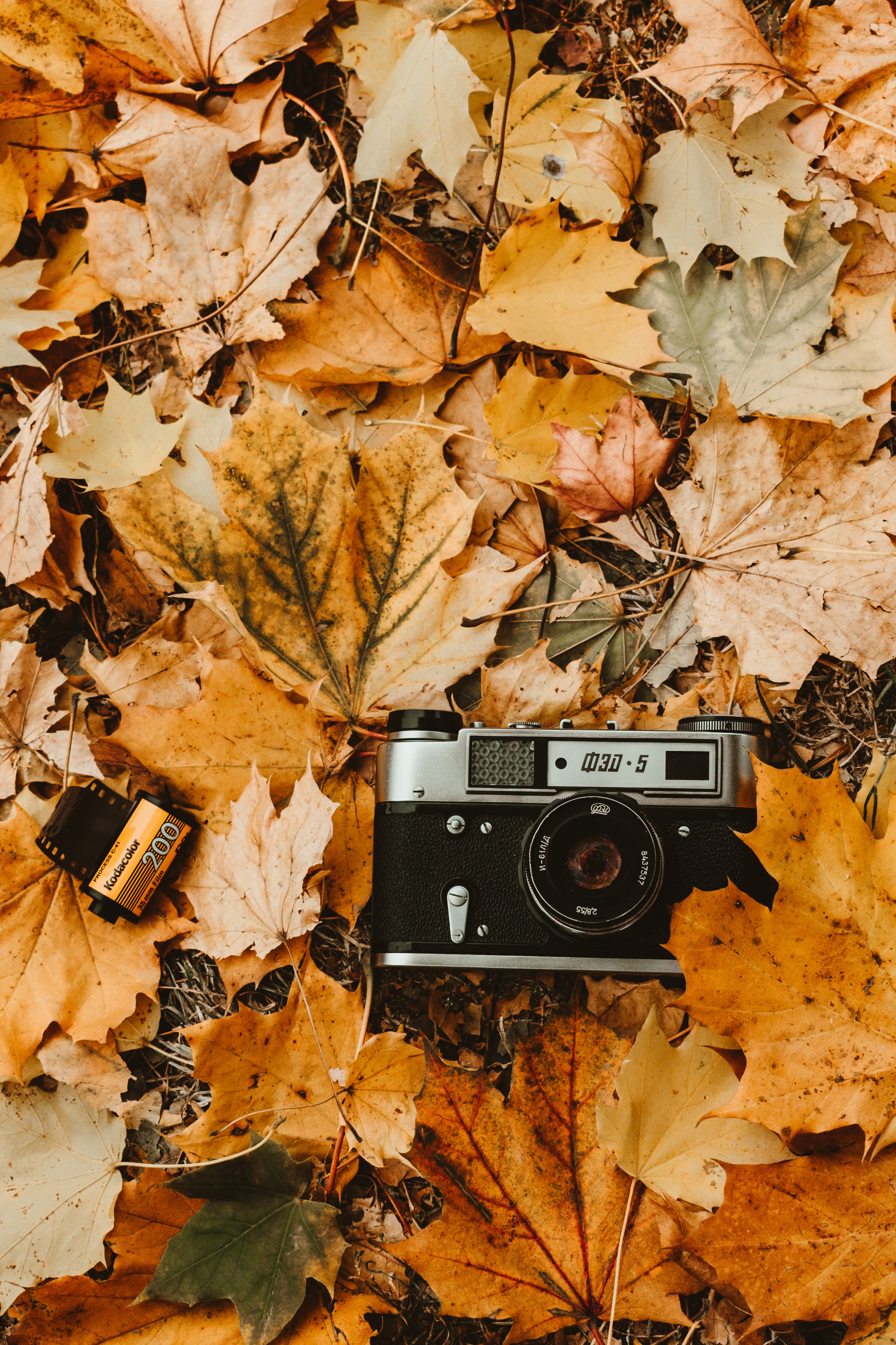 camera, autumn, vintage, foliage, retro, technologies, technology, camera roll Desktop Wallpaper
