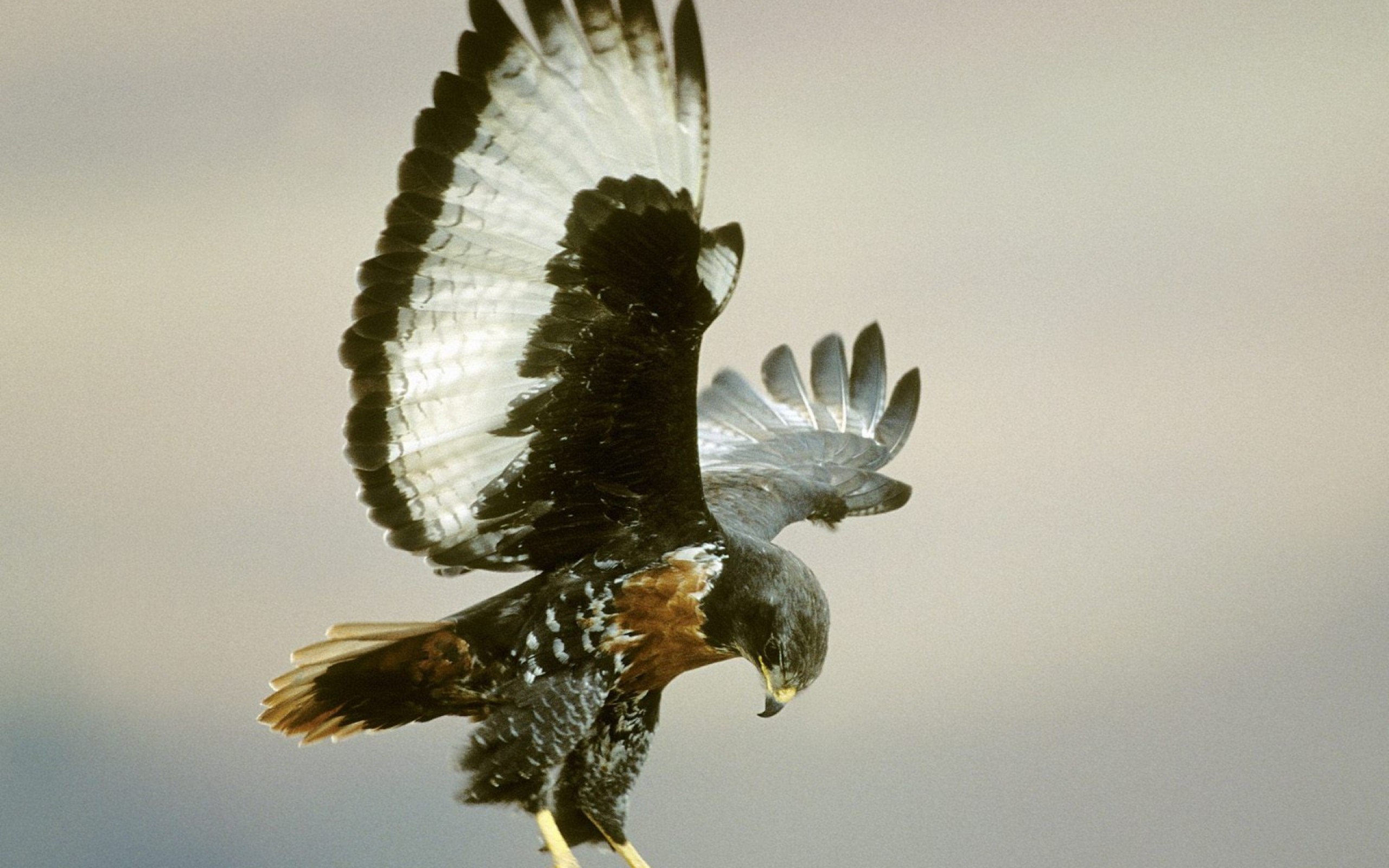 Baixar papel de parede para celular de Águia, Aves, Animais gratuito.