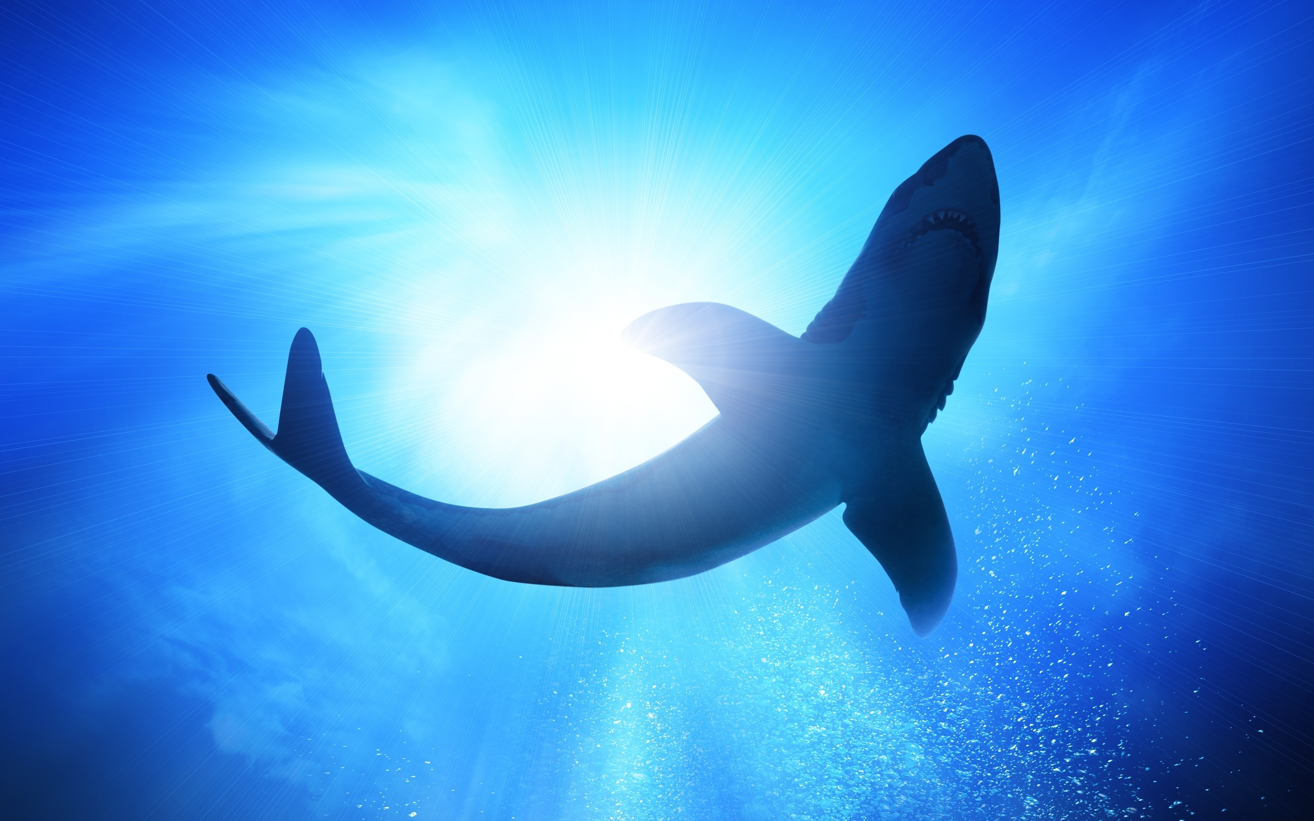 Téléchargez des papiers peints mobile Les Requins, Requin, Animaux gratuitement.