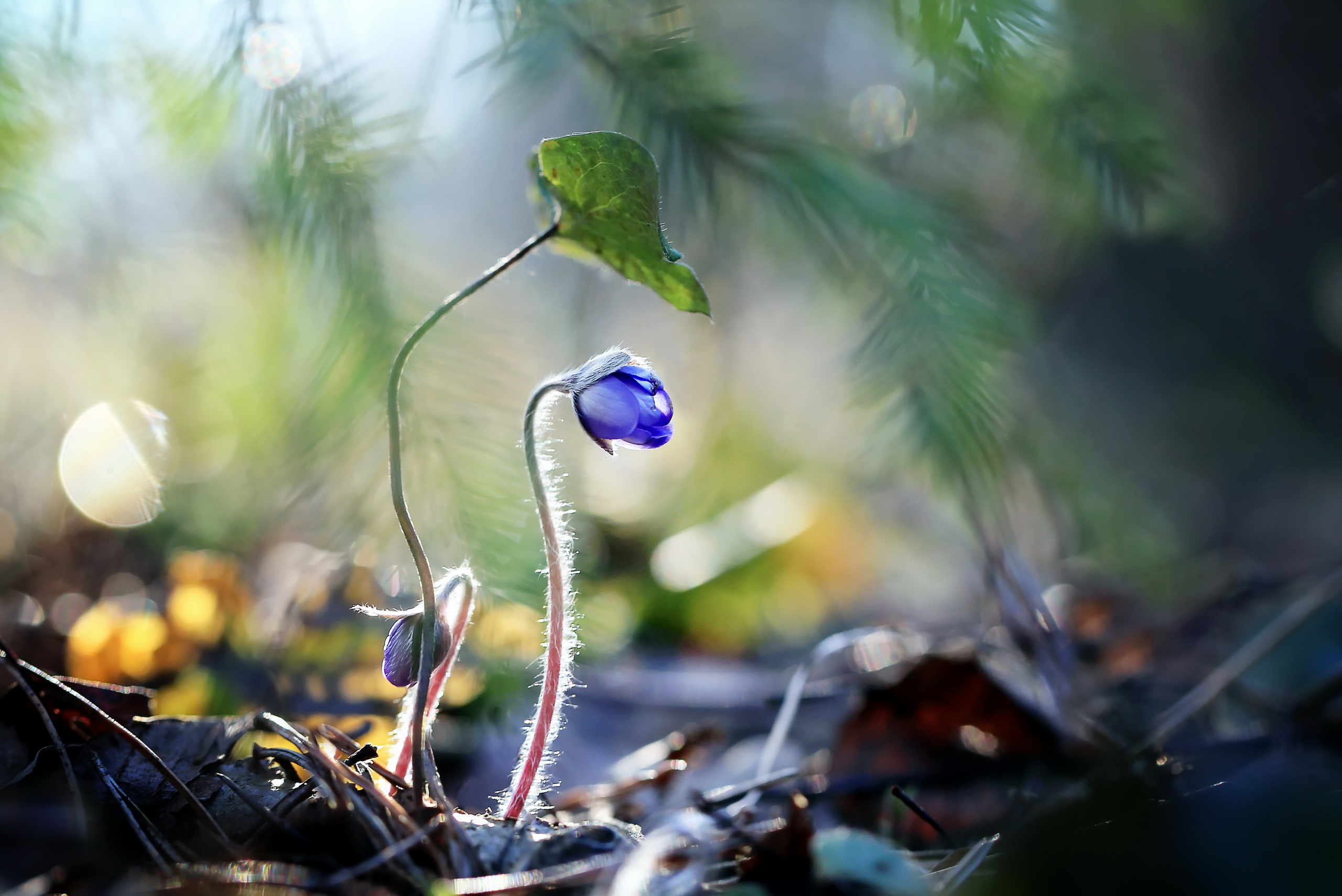 Free download wallpaper Nature, Flowers, Flower, Macro, Blur, Earth, Blue Flower on your PC desktop