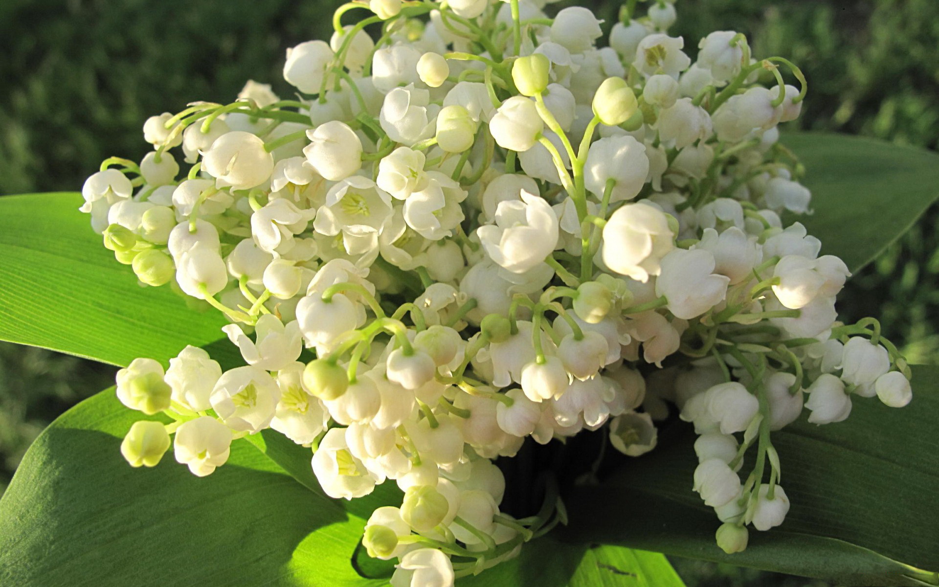 Descarga gratis la imagen Flores, Flor, Tierra/naturaleza en el escritorio de tu PC