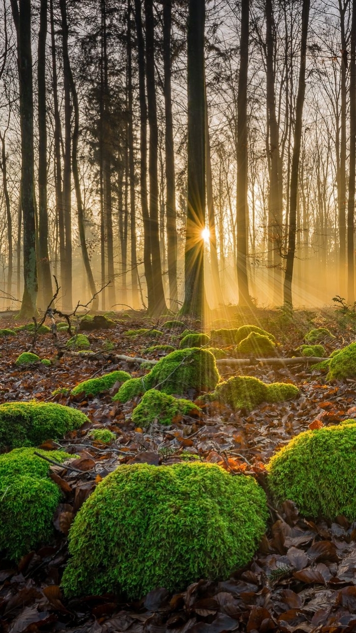 Handy-Wallpaper Natur, Wald, Baum, Moos, Sonnenstrahl, Erde/natur, Sonnenbohne kostenlos herunterladen.