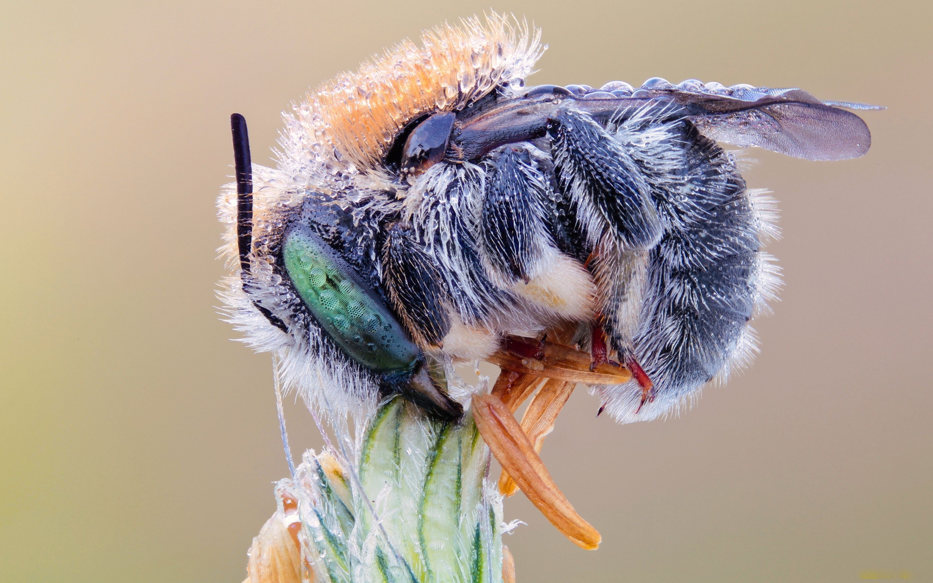 Téléchargez gratuitement l'image Animaux, Insecte sur le bureau de votre PC