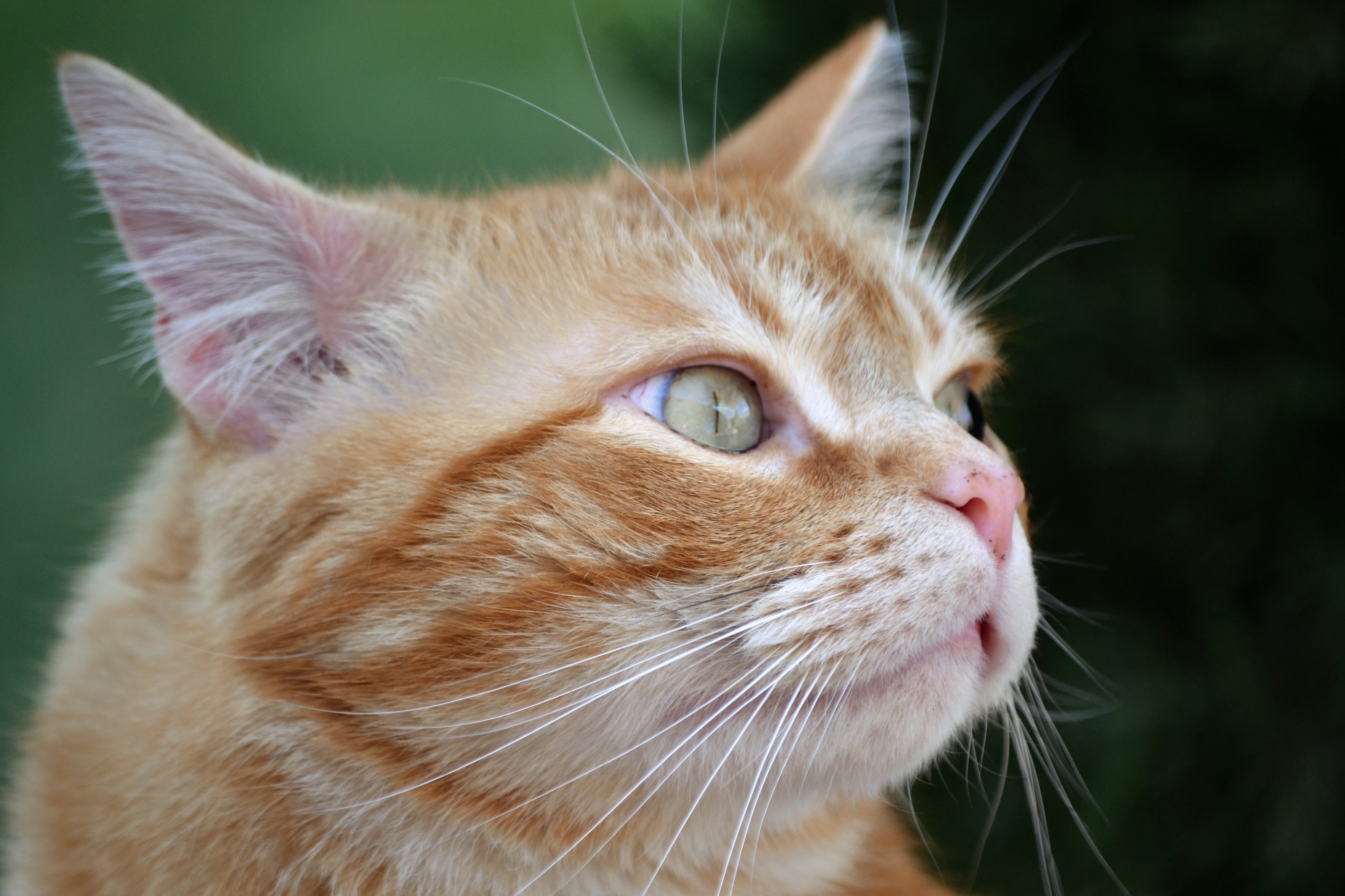 Téléchargez gratuitement l'image Animaux, Chats, Chat sur le bureau de votre PC