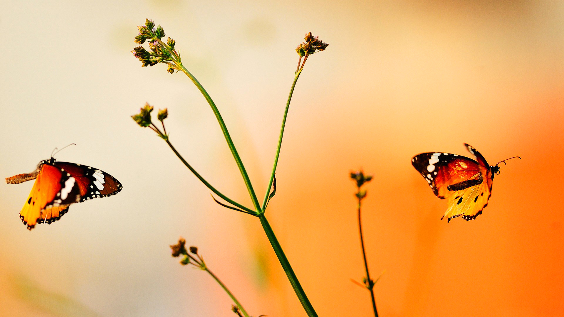 Free download wallpaper Butterfly, Animal on your PC desktop