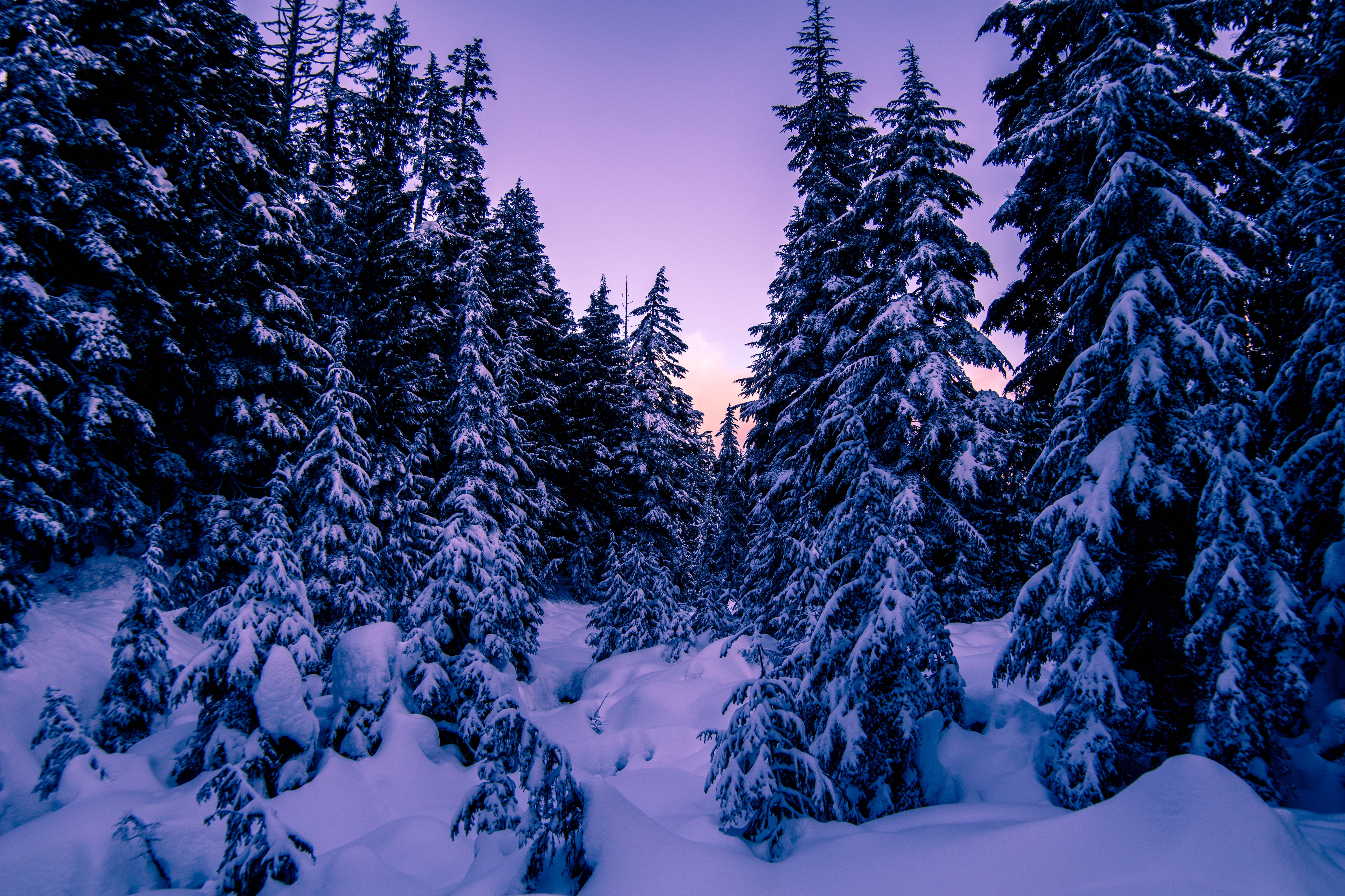 Скачати мобільні шпалери Сніг, Їли, Природа, Вечір, Зима безкоштовно.
