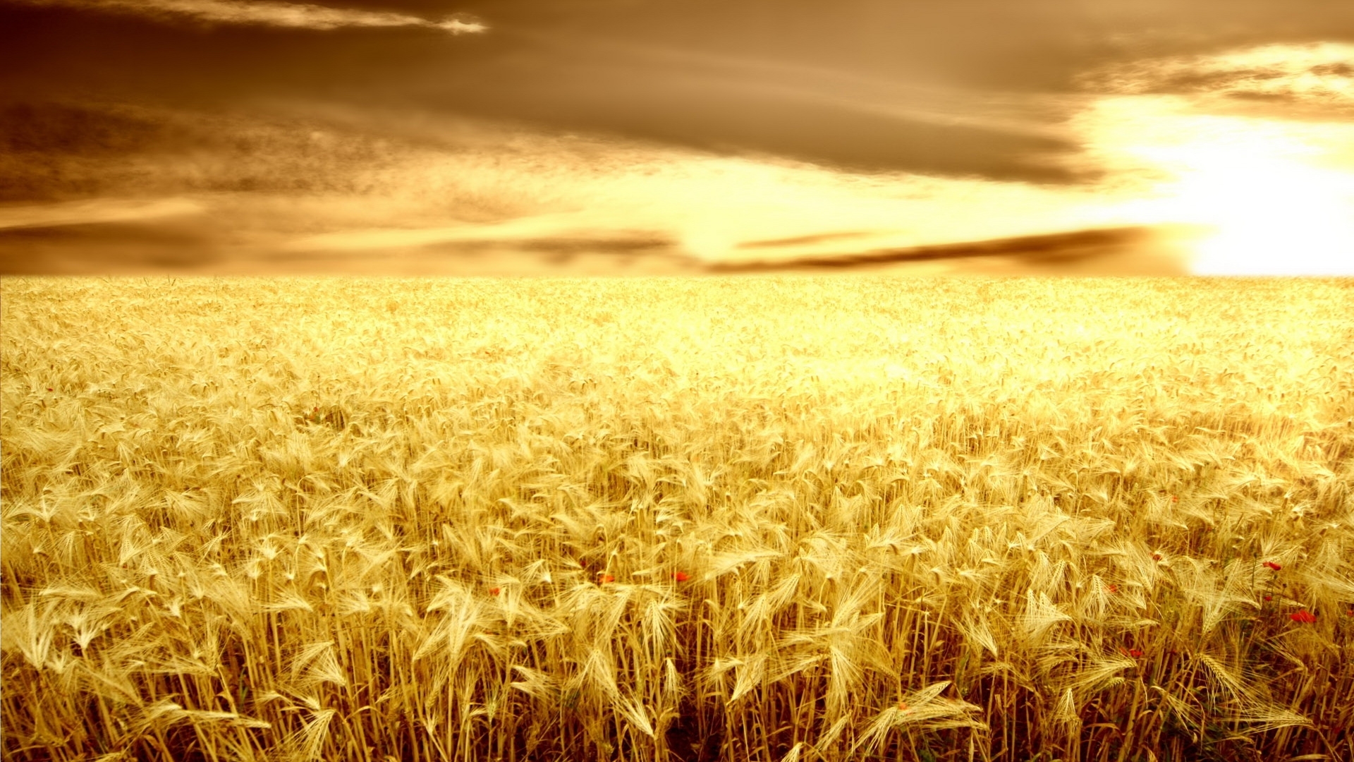 landscape, fields, wheat, yellow QHD