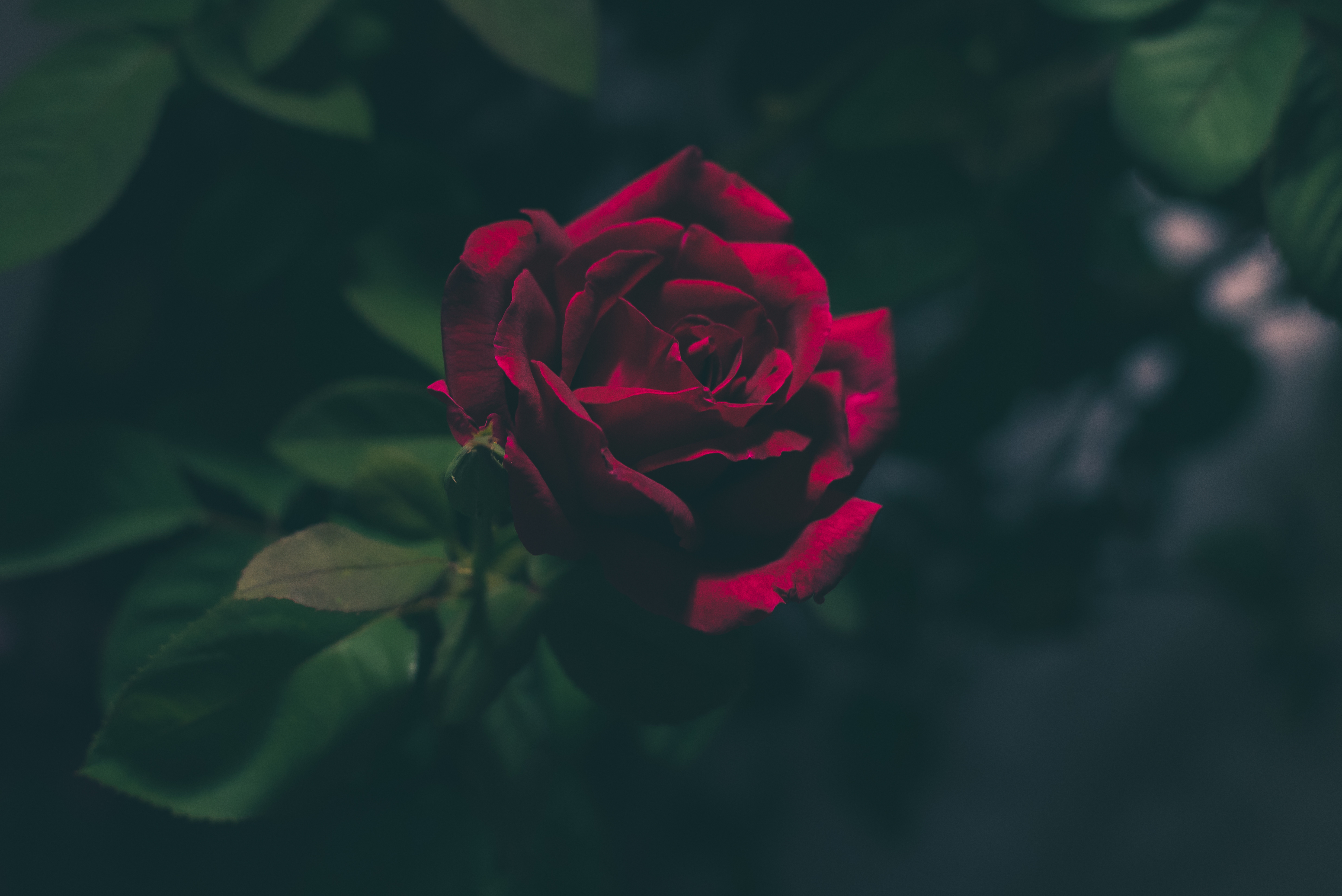 Free download wallpaper Flowers, Bud, Dark, Rose Flower, Rose on your PC desktop