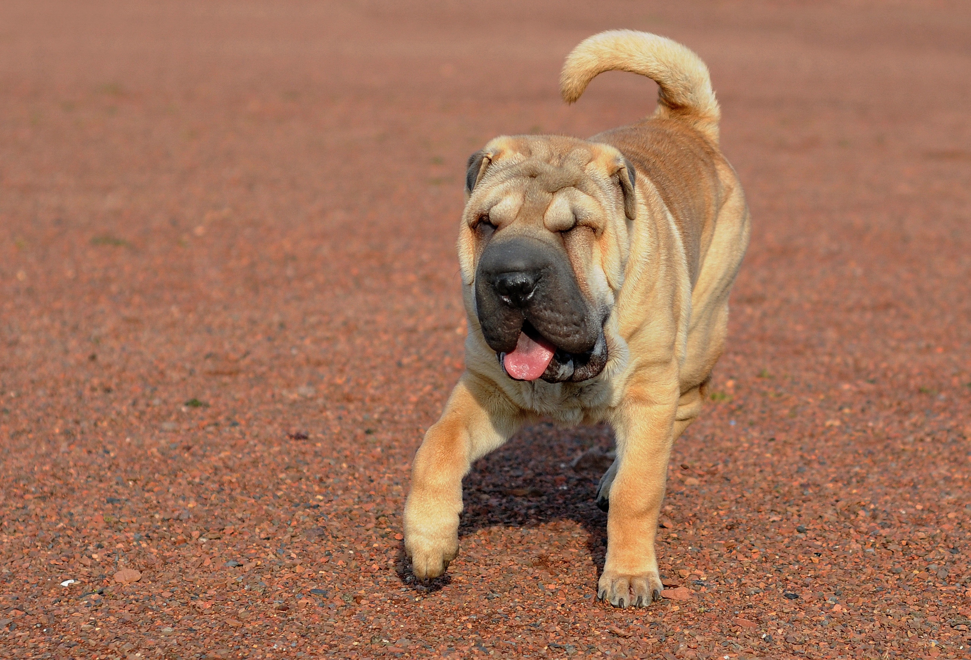 Download mobile wallpaper Protruding Tongue, Tongue Stuck Out, Shar Pei, Dog, Stroll, Animals for free.