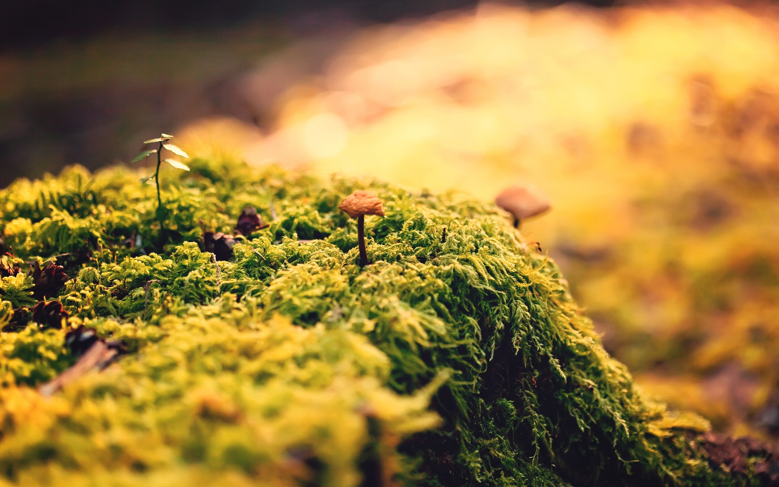 moss, macro, earth, mushroom, nature