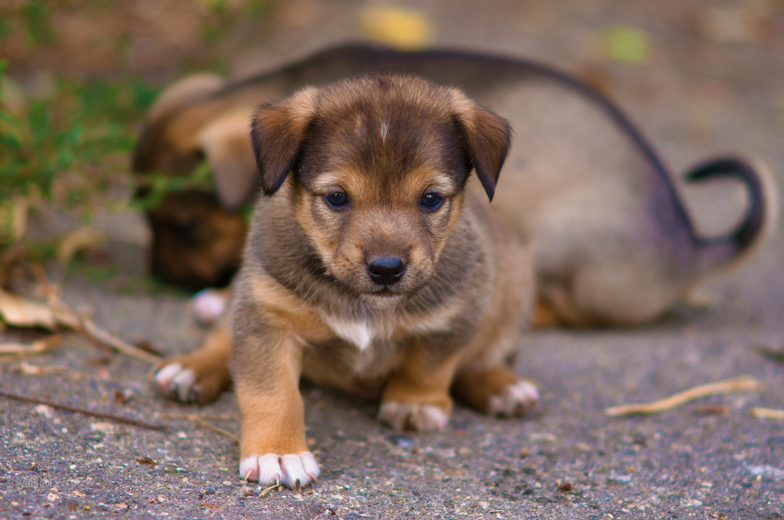 Free download wallpaper Dogs, Dog, Animal, Puppy, Cute, Baby Animal on your PC desktop