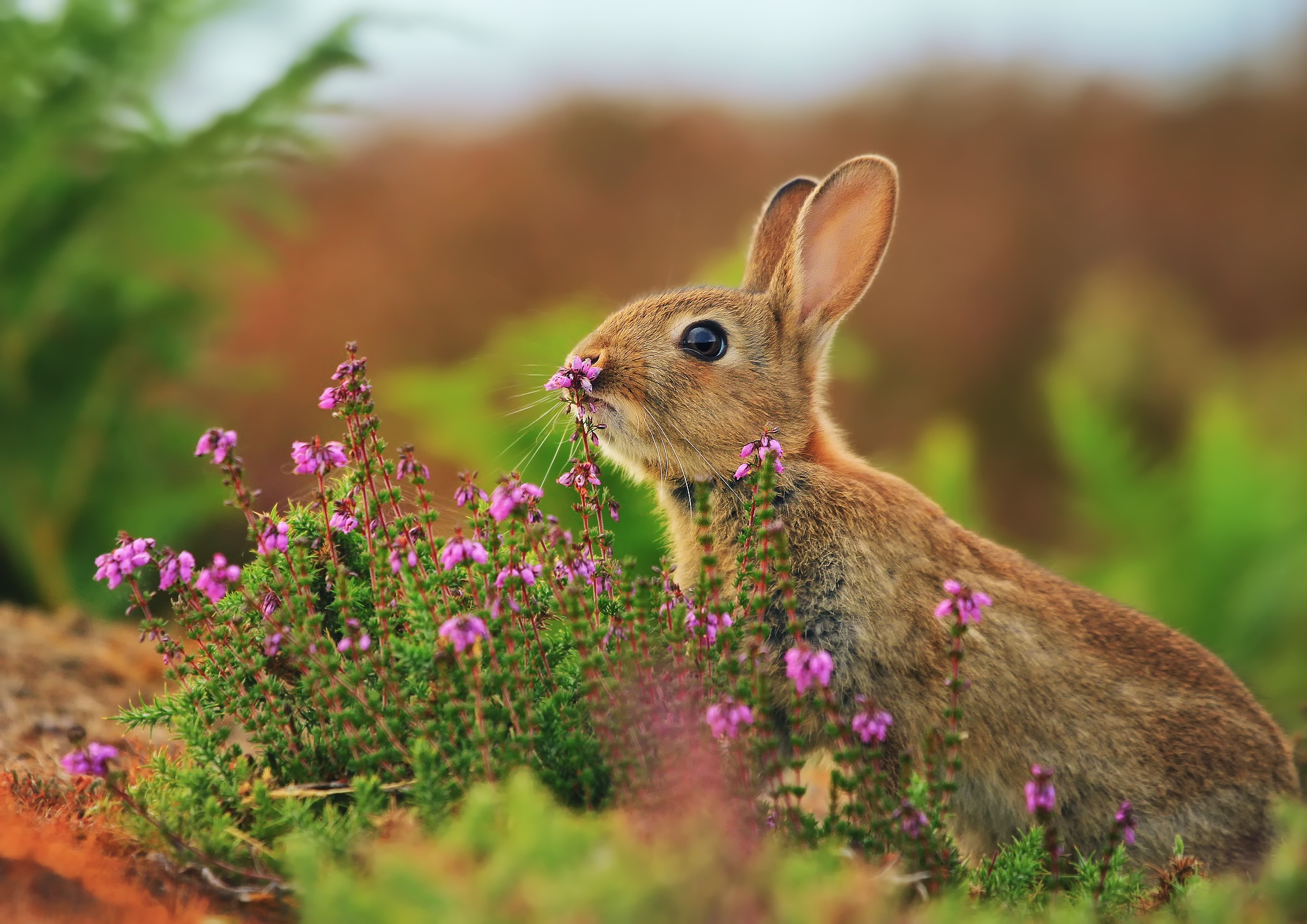 137766 скачать обои трава, заяц, кролик, животные, цветы, размытости - заставки и картинки бесплатно