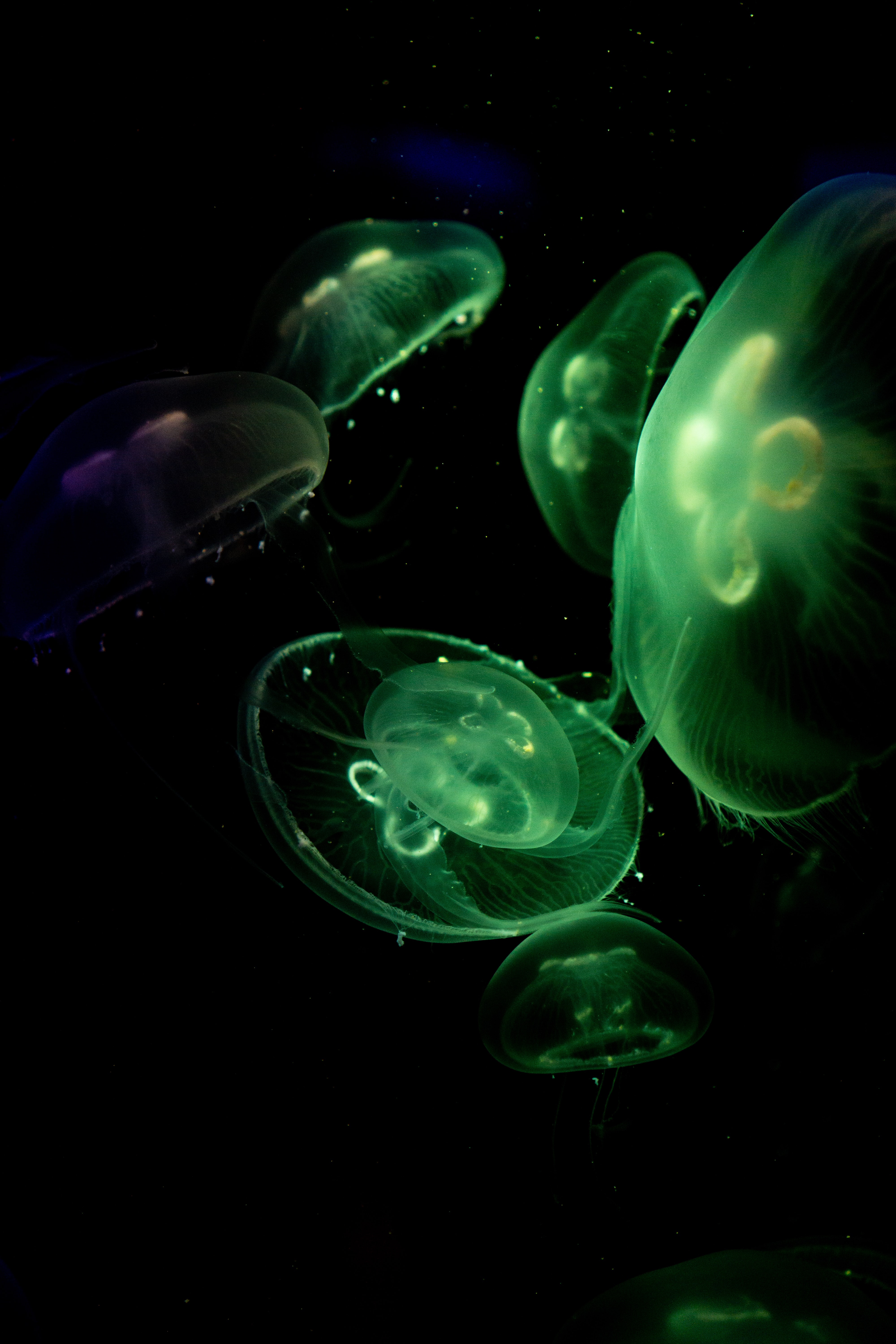 Скачать картинку Медузы, Зеленый, Животные, Темный, Под Водой, Свечение в телефон бесплатно.