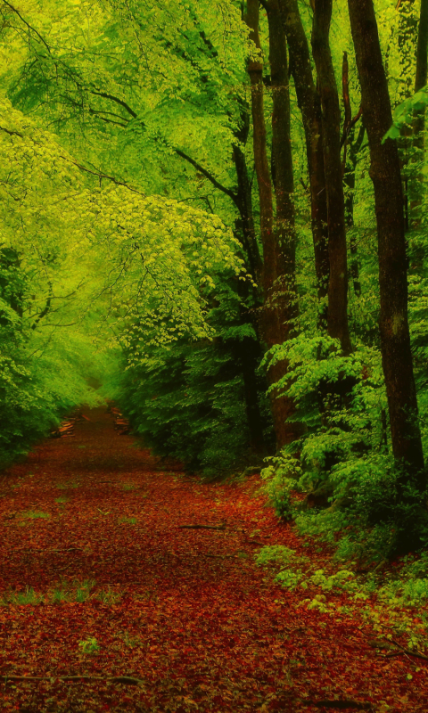 Скачать картинку Дорога, Лес, Дерево, Зеленый, Дорожка, Земля/природа в телефон бесплатно.