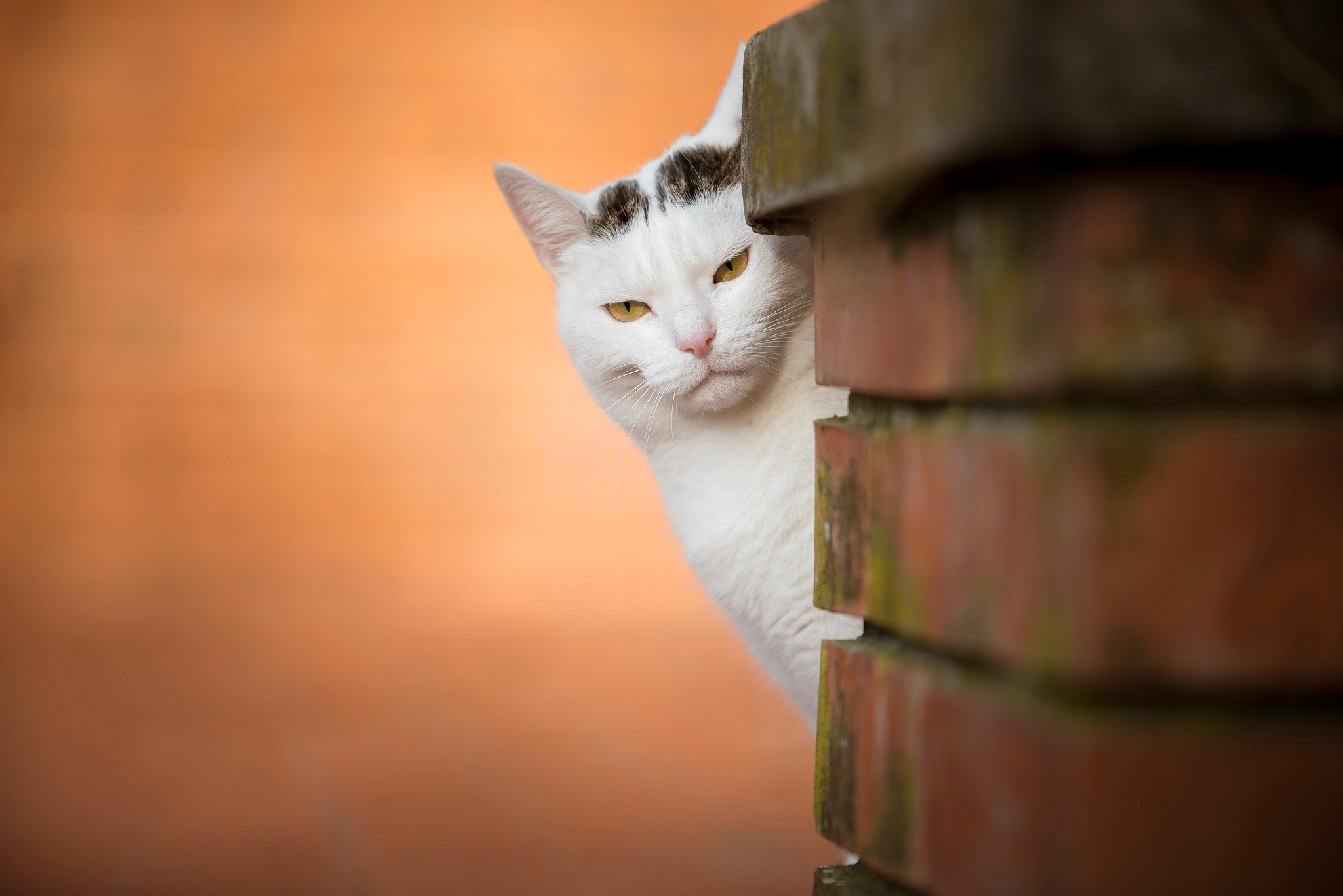 Descarga gratuita de fondo de pantalla para móvil de Gato, Gatos, Animales.