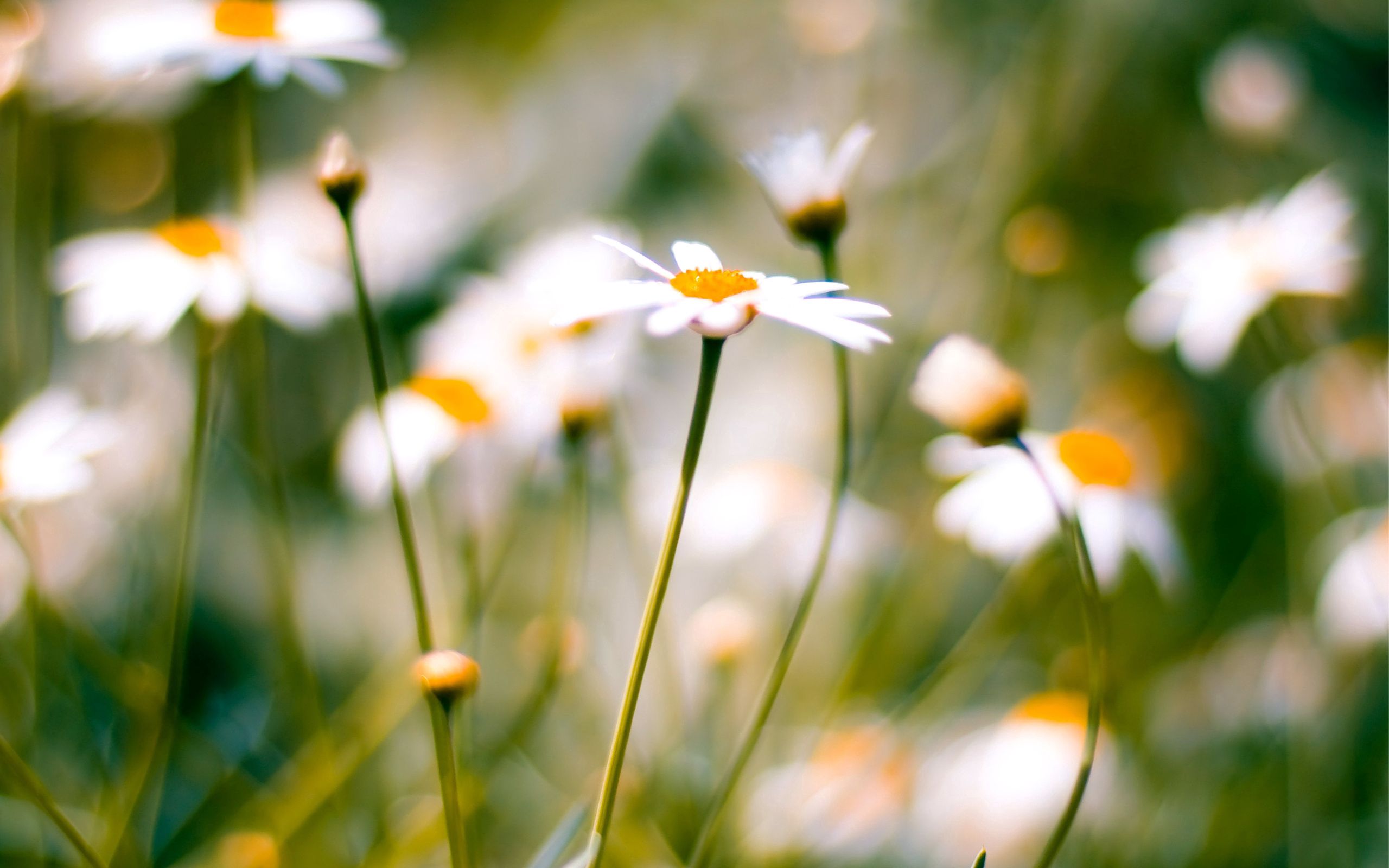 Free download wallpaper Macro, Blur, Smooth, Field, Plant, Camomile, Flower on your PC desktop