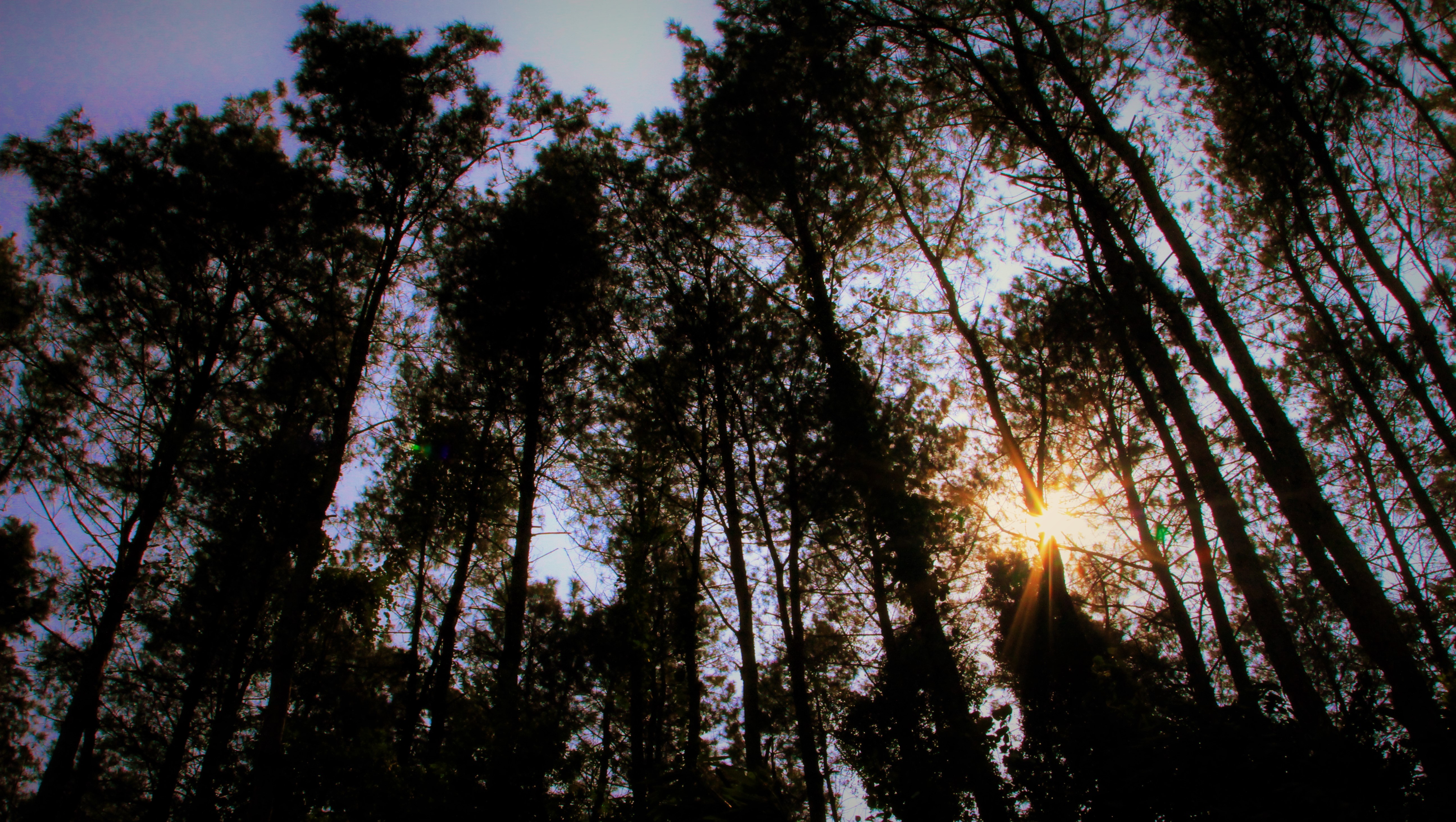 Скачать картинку Солнце, Лес, Дерево, Сумерки, Земля/природа в телефон бесплатно.