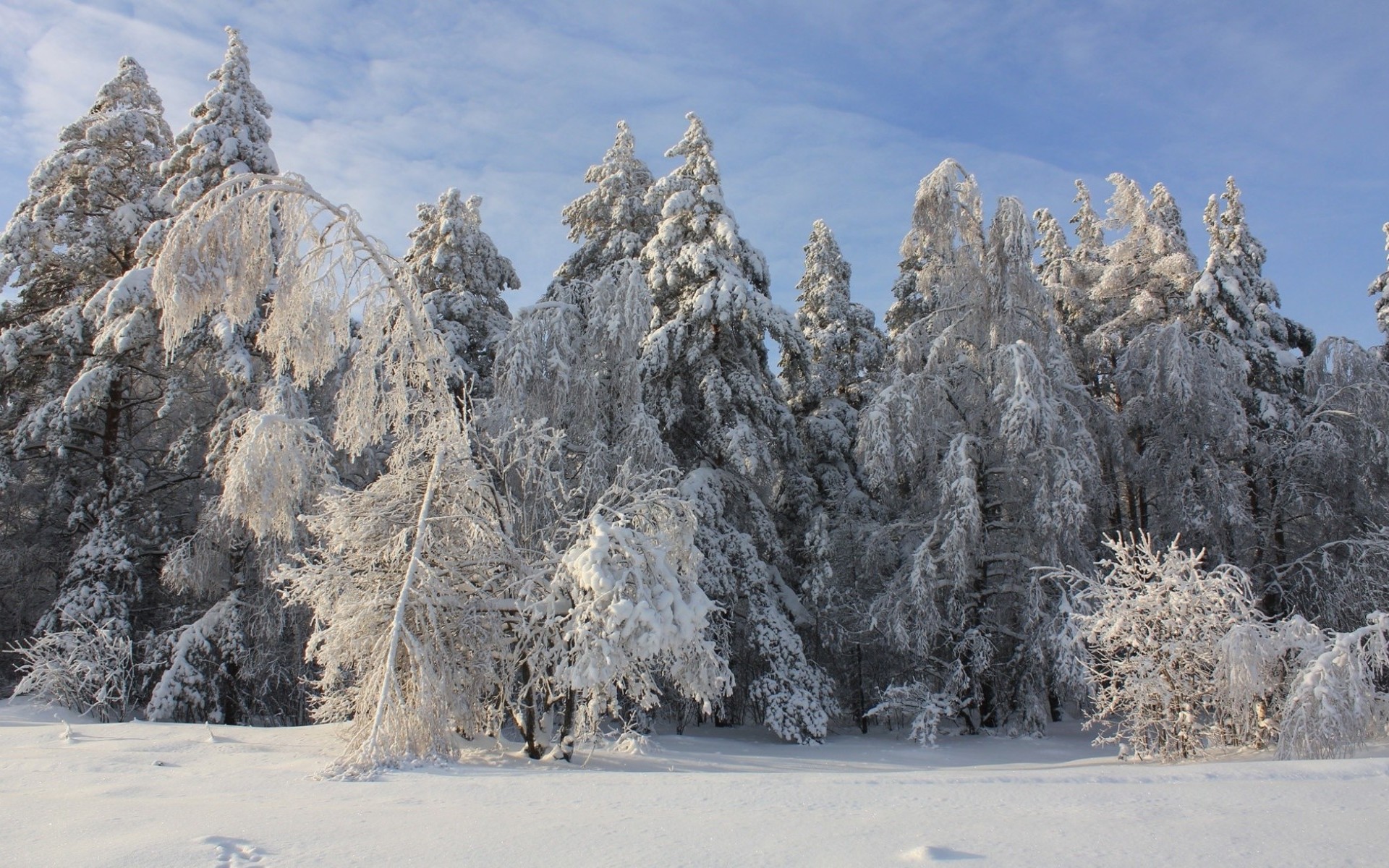 Free download wallpaper Winter, Snow, Forest, Earth, Frost on your PC desktop