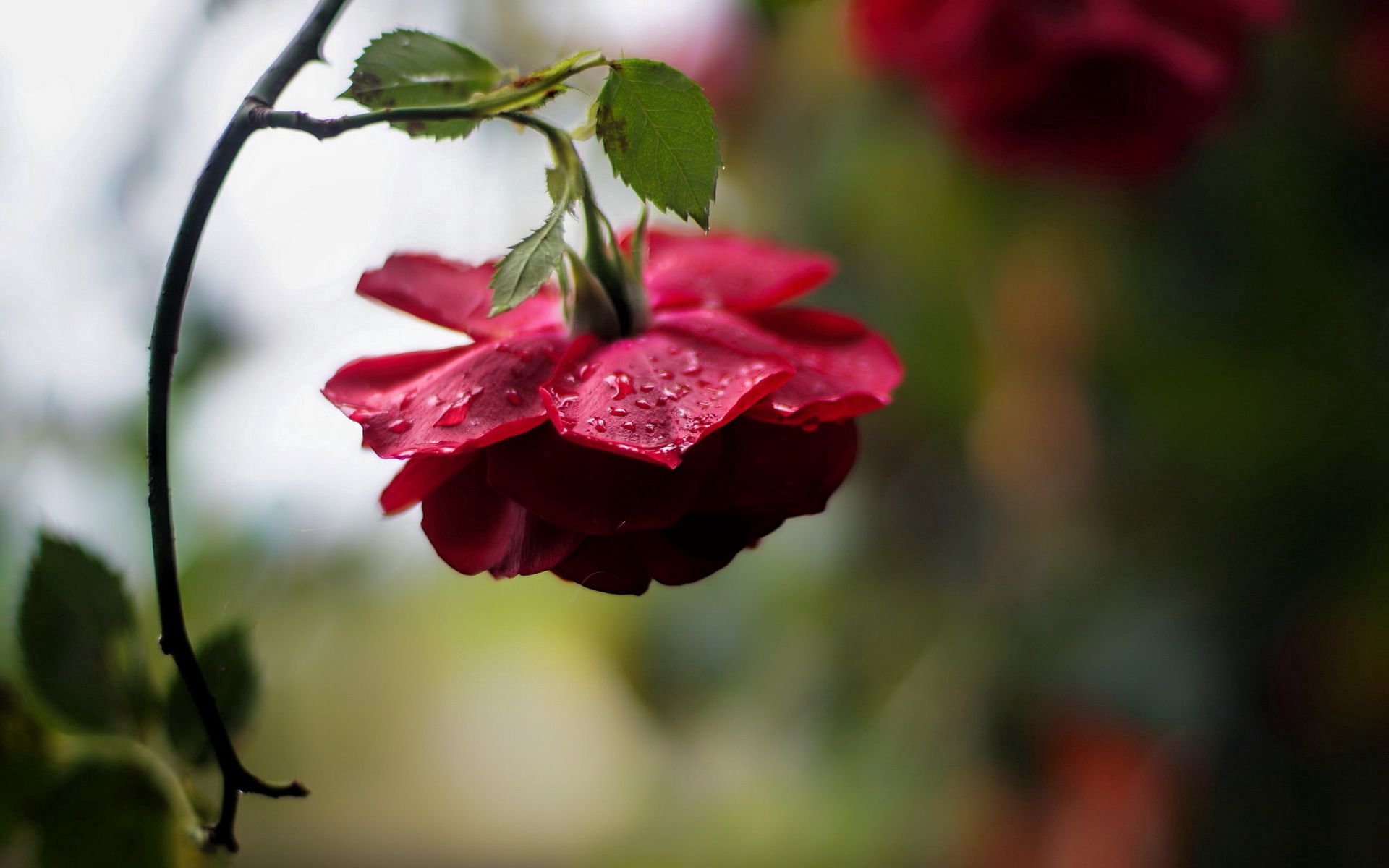 Скачати мобільні шпалери Бутон, Брунька, Роза, Троянда, Квітка, Краплі, Квіти безкоштовно.