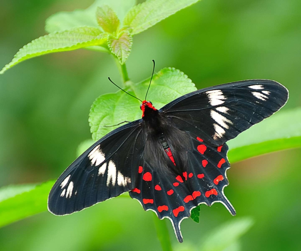 Download mobile wallpaper Butterfly, Animal for free.