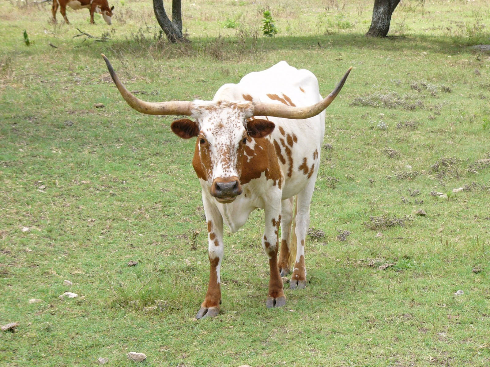 616337 скачать картинку животные, длиннорогий скот, крупный рогатый скот - обои и заставки бесплатно
