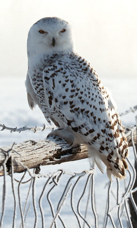 Download mobile wallpaper Birds, Animal, Snowy Owl for free.