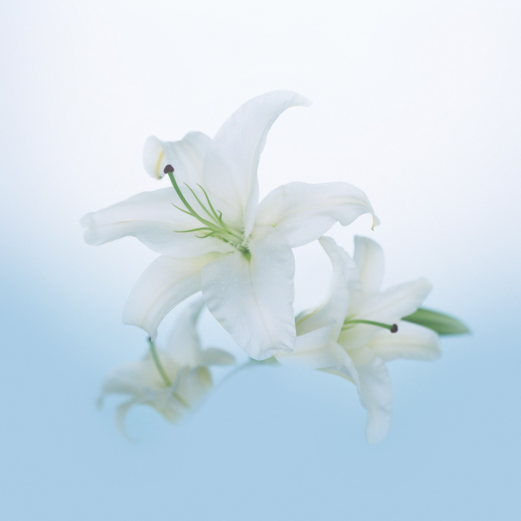 plants, flowers, lilies High Definition image